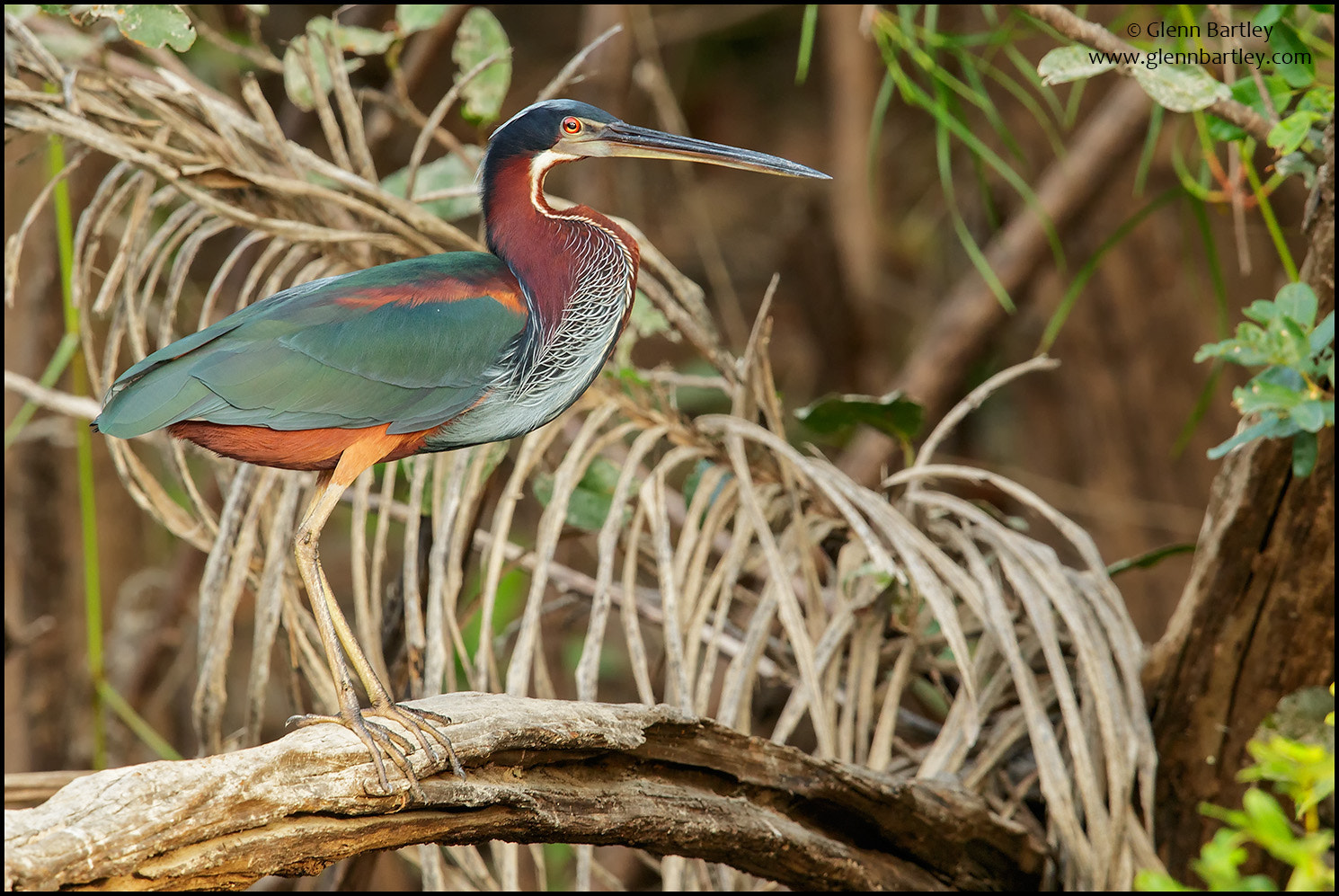 Canon EF 600mm F4L IS II USM sample photo. Agami heron (agamia agami) photography