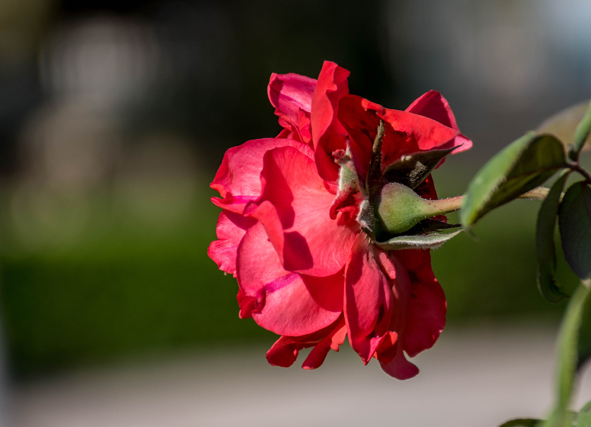 Nikon D500 sample photo. Jac photography