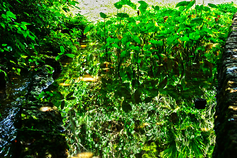 Tokina AT-X Pro 50-135mm F2.8 DX sample photo. Paddy field photography
