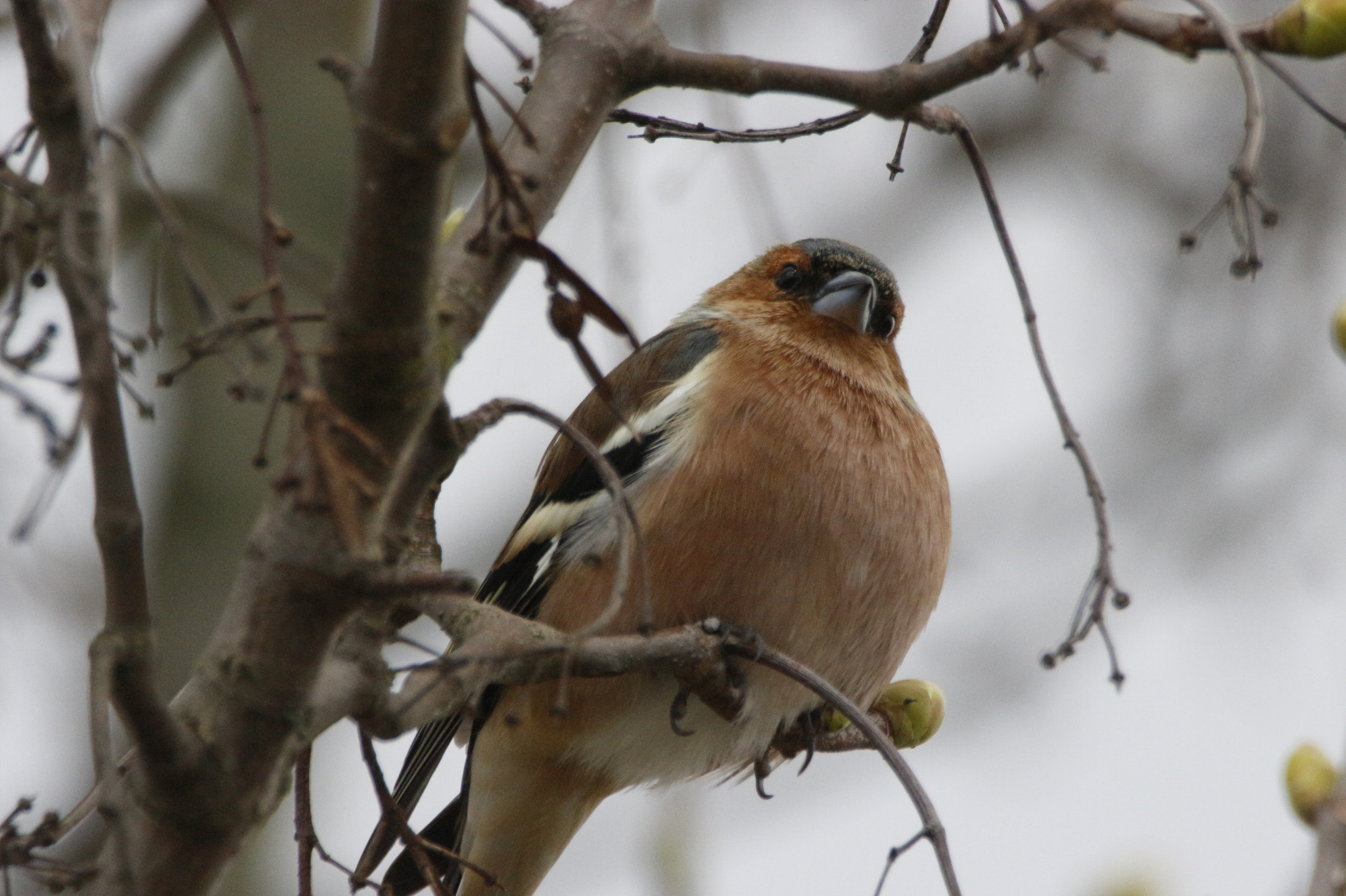 Sigma 150-600mm F5-6.3 DG OS HSM | S sample photo. Chaffinch photography