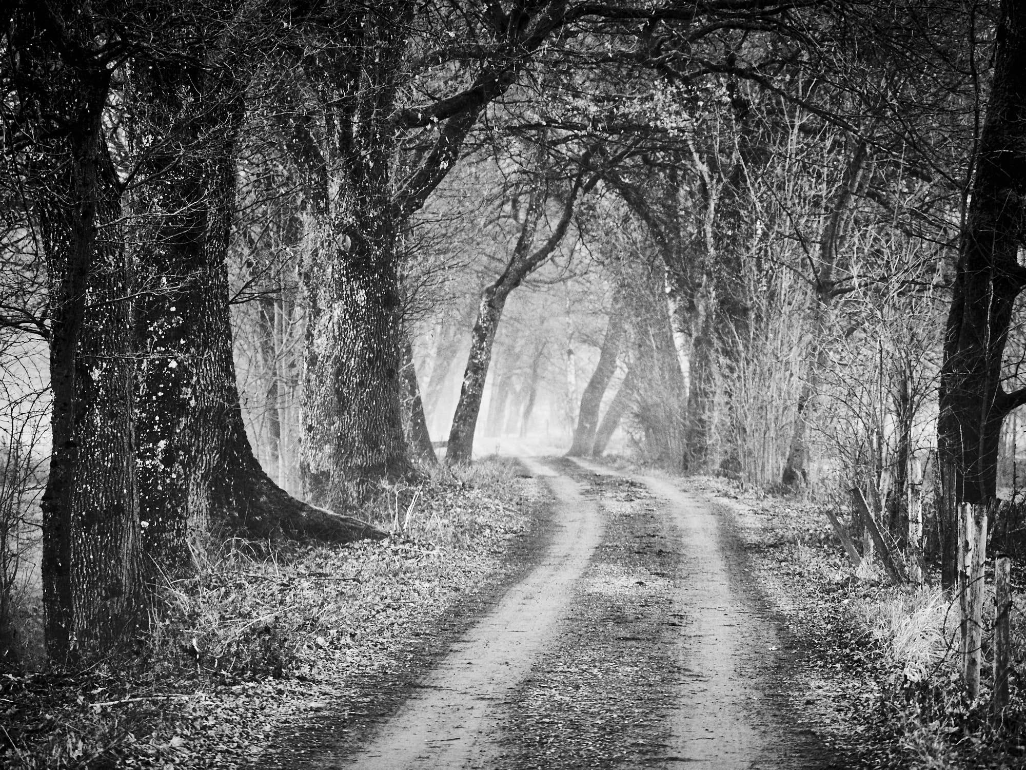 Olympus OM-D E-M1 Mark II + LEICA DG 100-400/F4.0-6.3 sample photo. Forest road photography