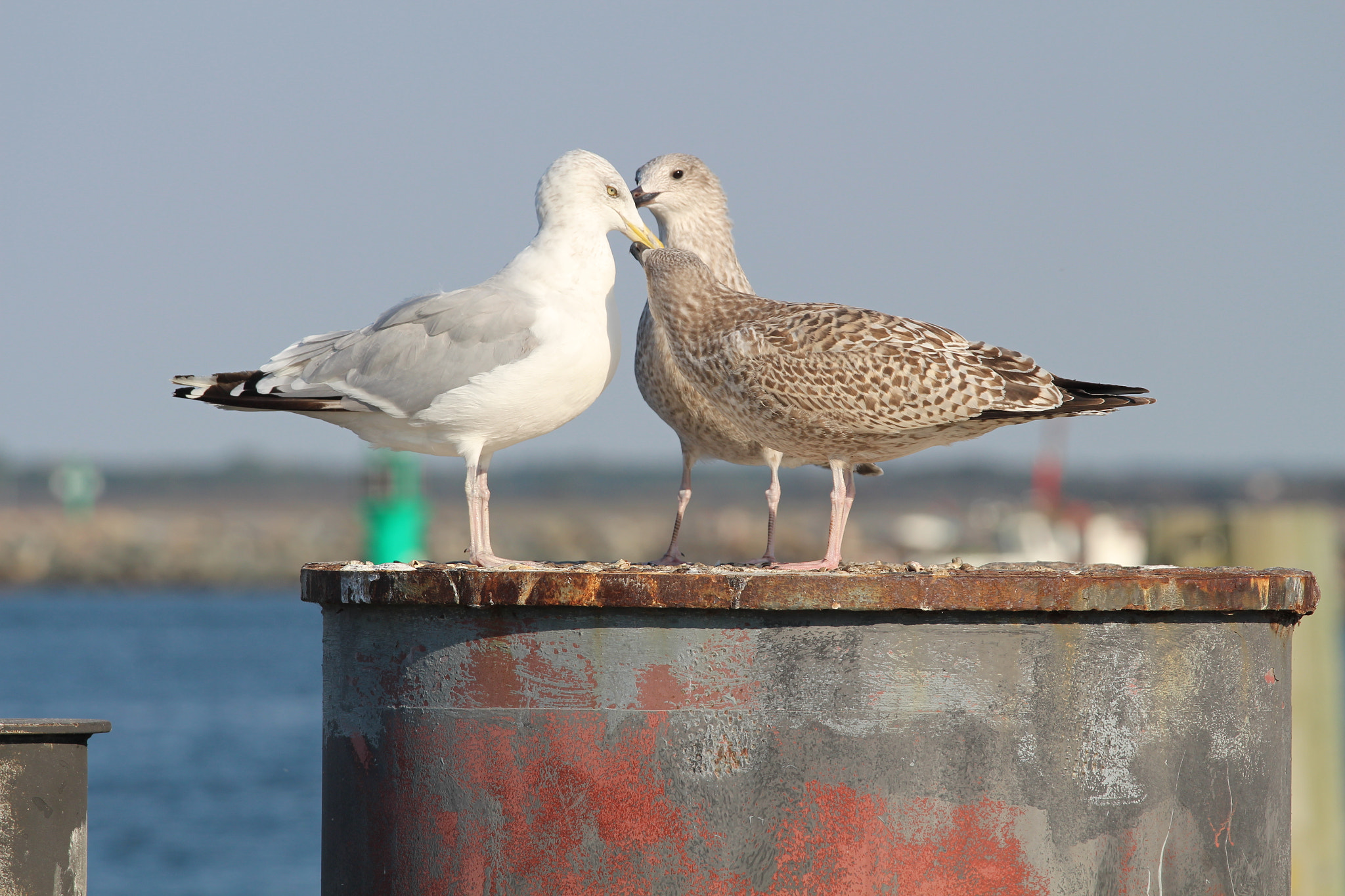 Canon EOS 650D (EOS Rebel T4i / EOS Kiss X6i) sample photo. Warnemünde, germany photography