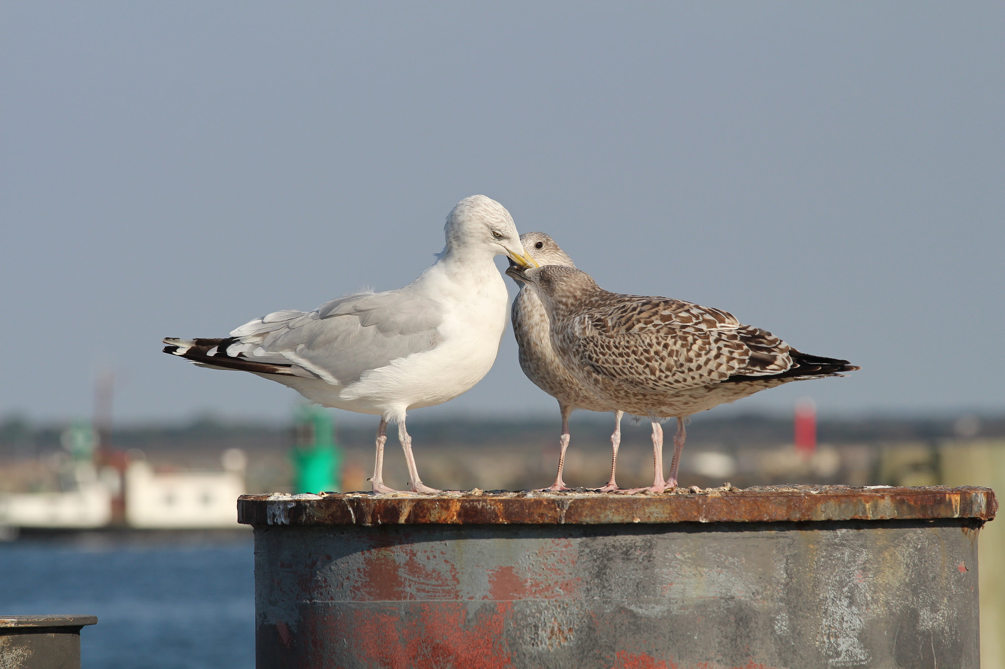 Canon EOS 650D (EOS Rebel T4i / EOS Kiss X6i) sample photo. Warnemünde, germany photography