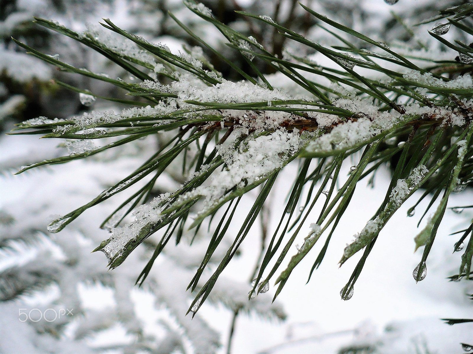 Panasonic DMC-LZ7 sample photo. Wet snow photography