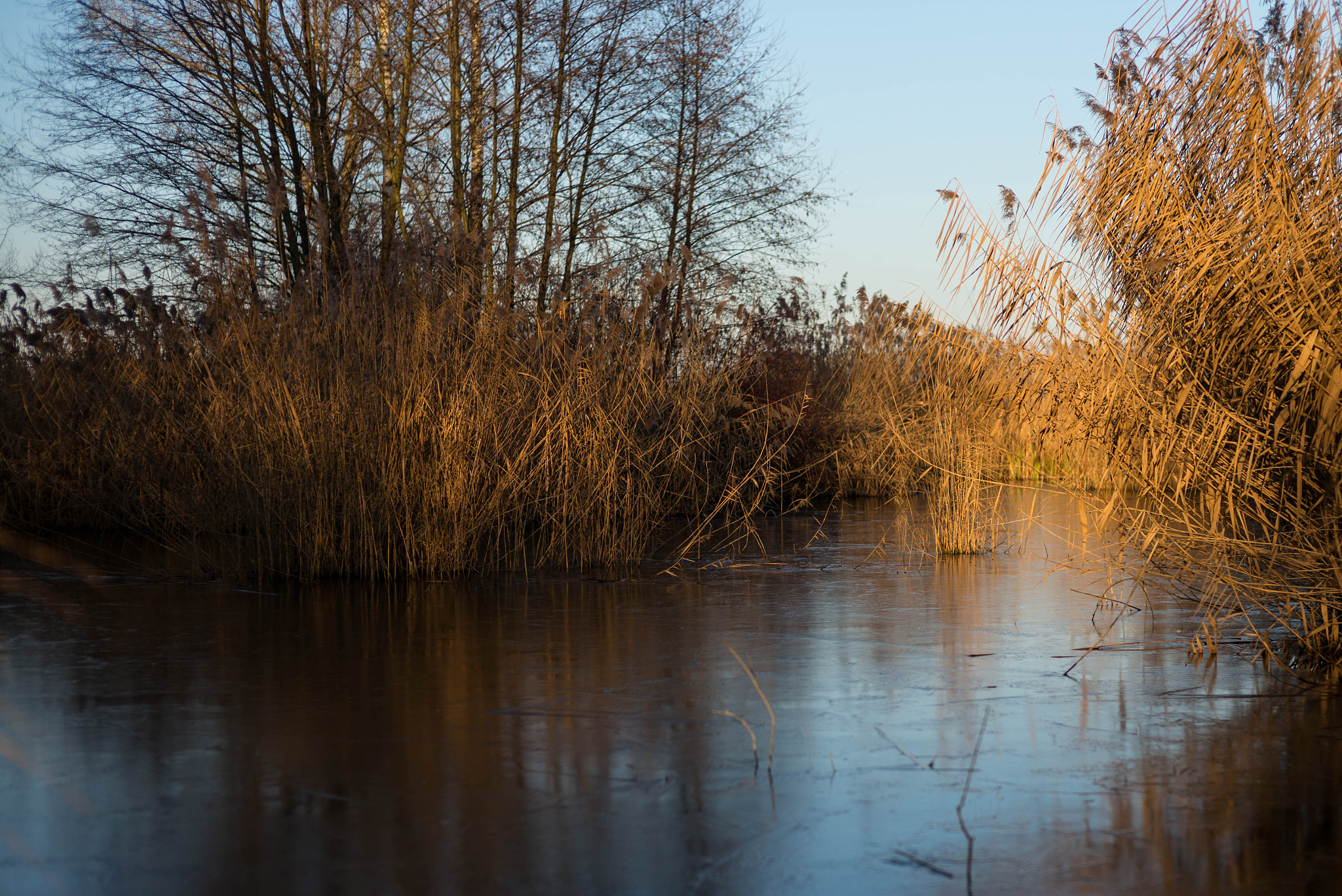 Summilux-M 1:1.4/50 sample photo. Pond and reed 2 photography