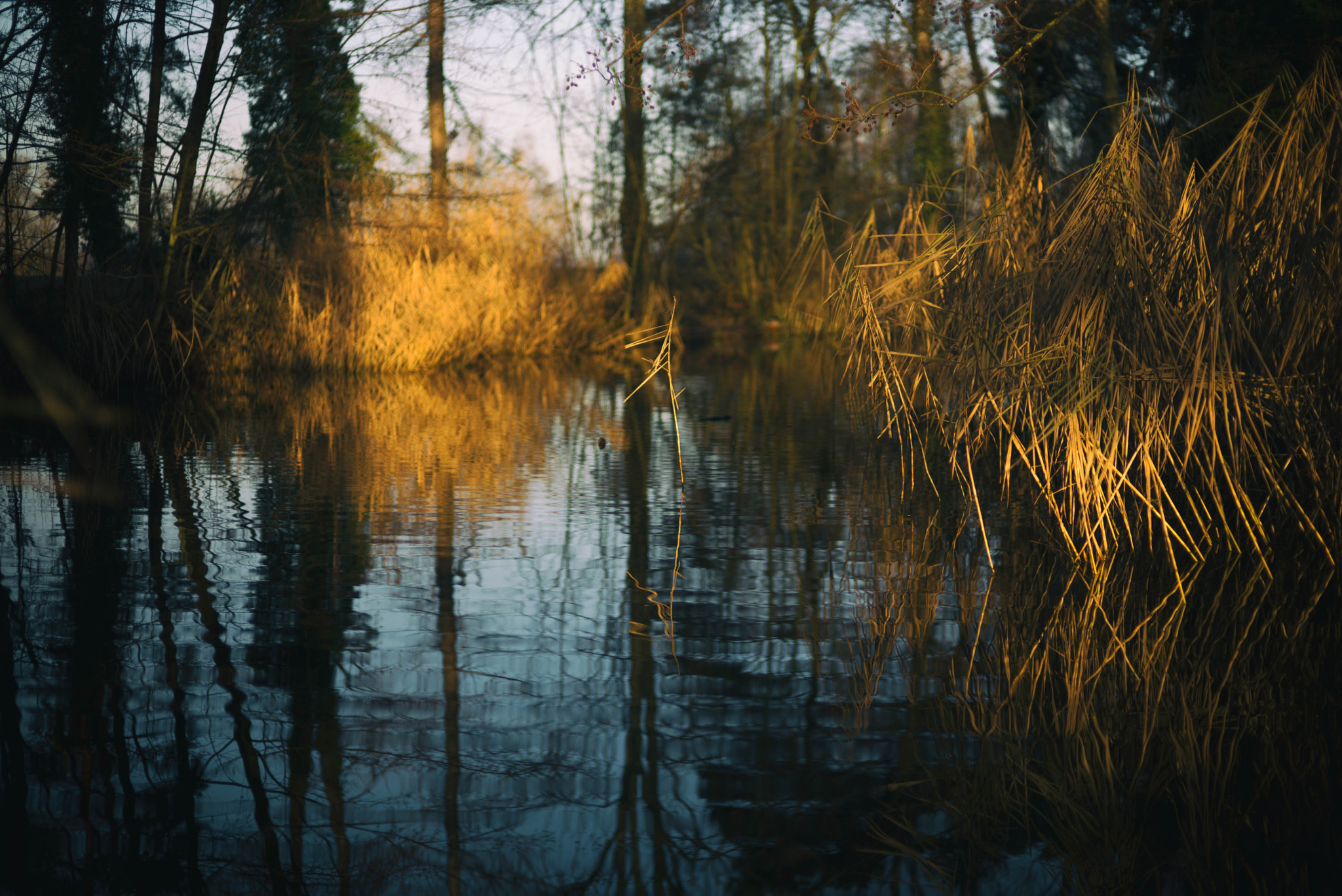 Summilux-M 1:1.4/50 sample photo. Pond and reed 1 photography
