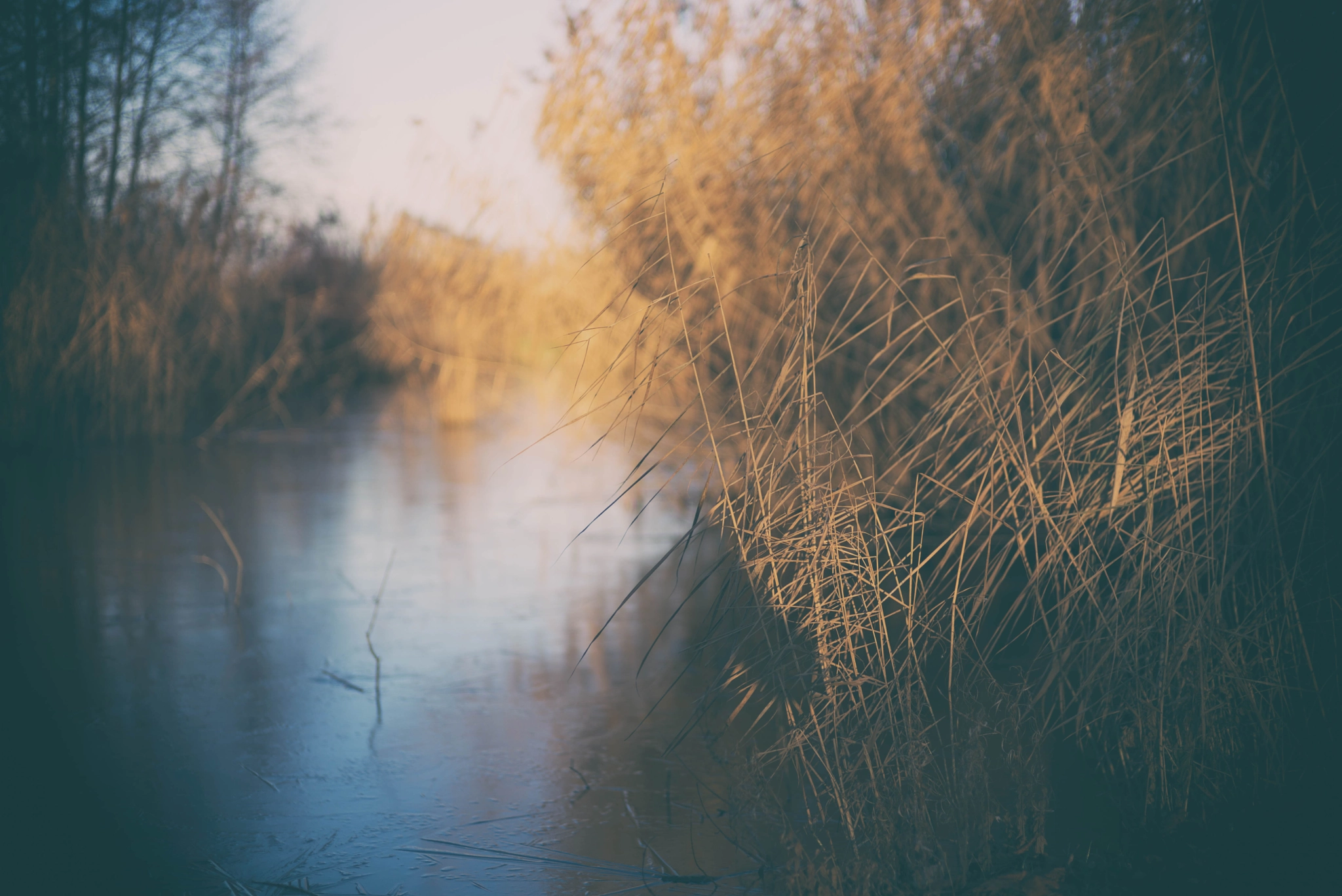 Summilux-M 1:1.4/50 sample photo. Pond and reed 3 photography