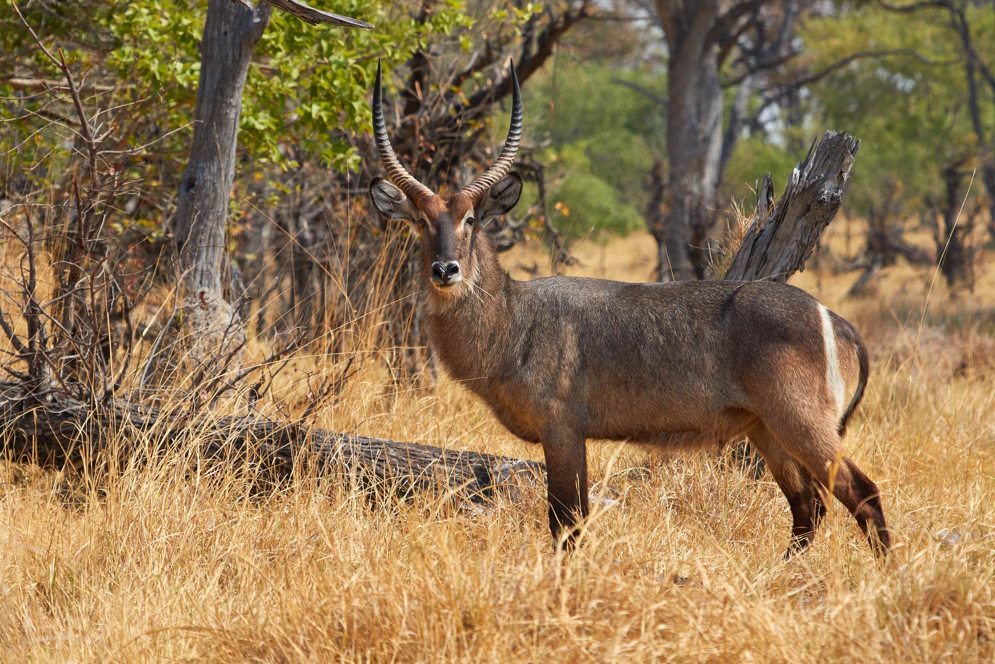 Canon EF 100-400mm F4.5-5.6L IS USM sample photo. Waterbuck eating photography