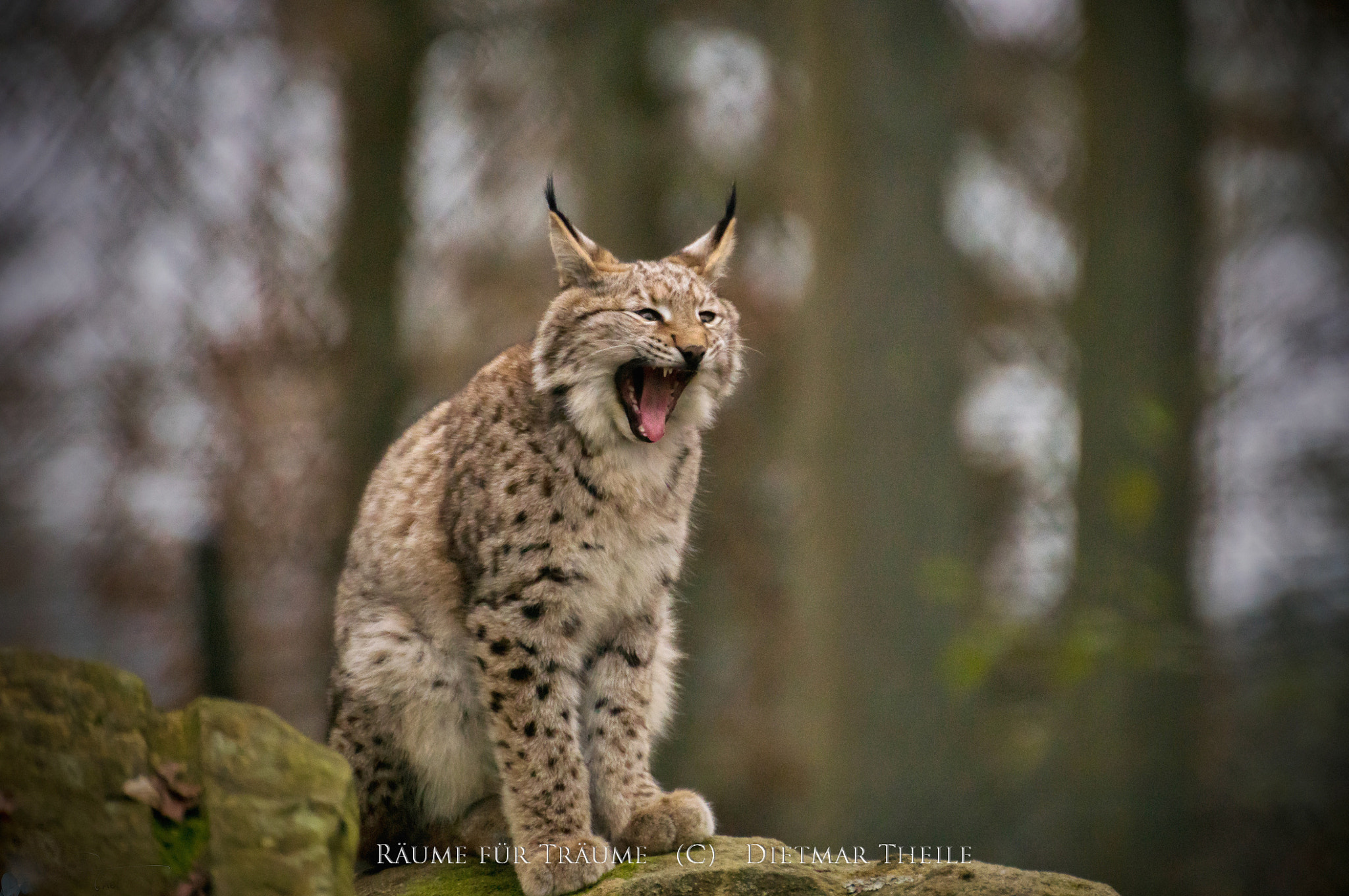 Tamron SP 70-200mm F2.8 Di VC USD sample photo. Luchs photography