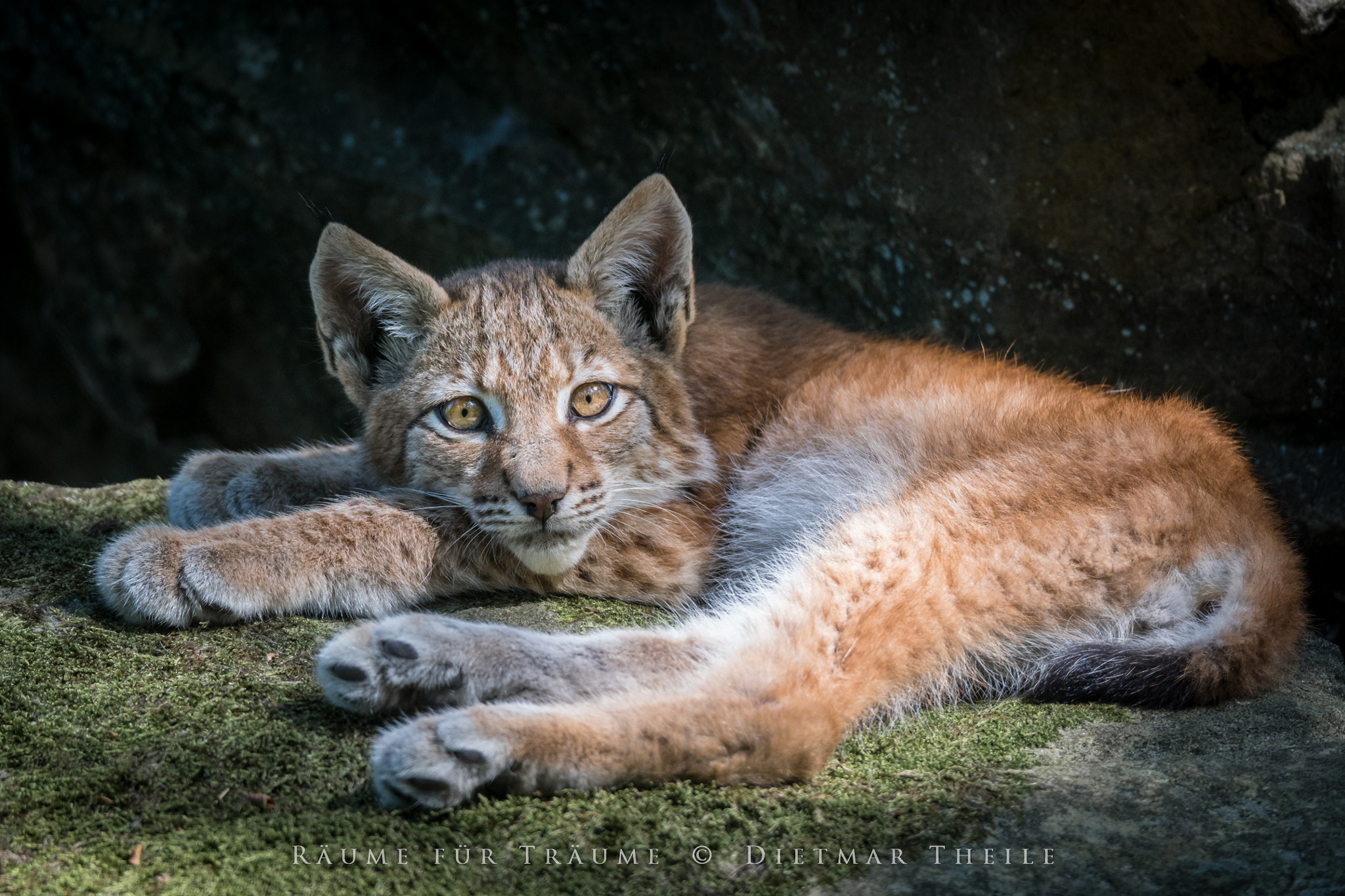 Sony ILCA-77M2 + Tamron SP 150-600mm F5-6.3 Di VC USD sample photo. Luchs photography