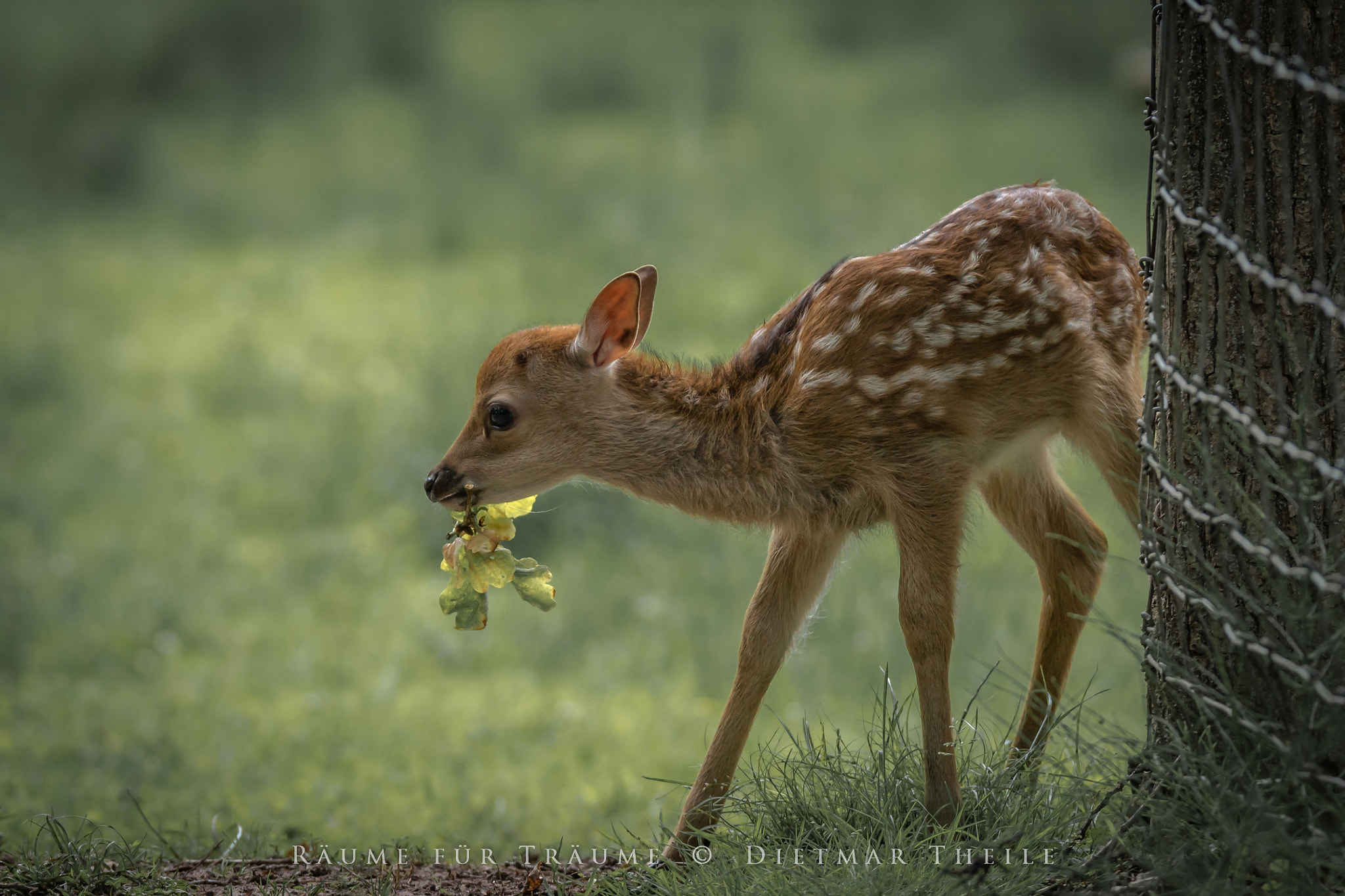 Tamron SP 150-600mm F5-6.3 Di VC USD sample photo. Rotwild photography