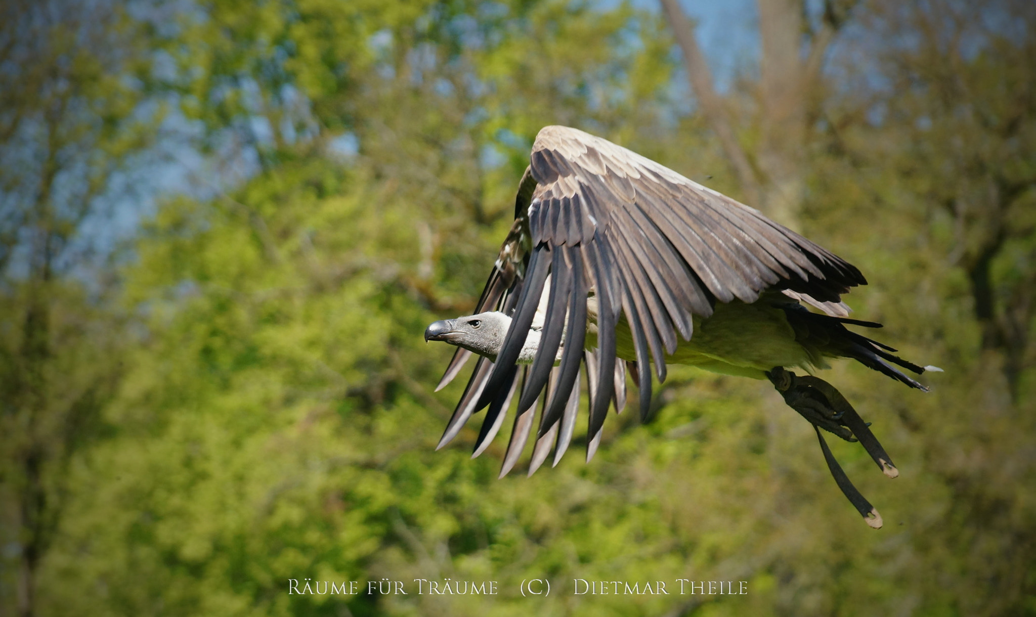 Sony DT 18-135mm F3.5-5.6 SAM sample photo. Vogel photography