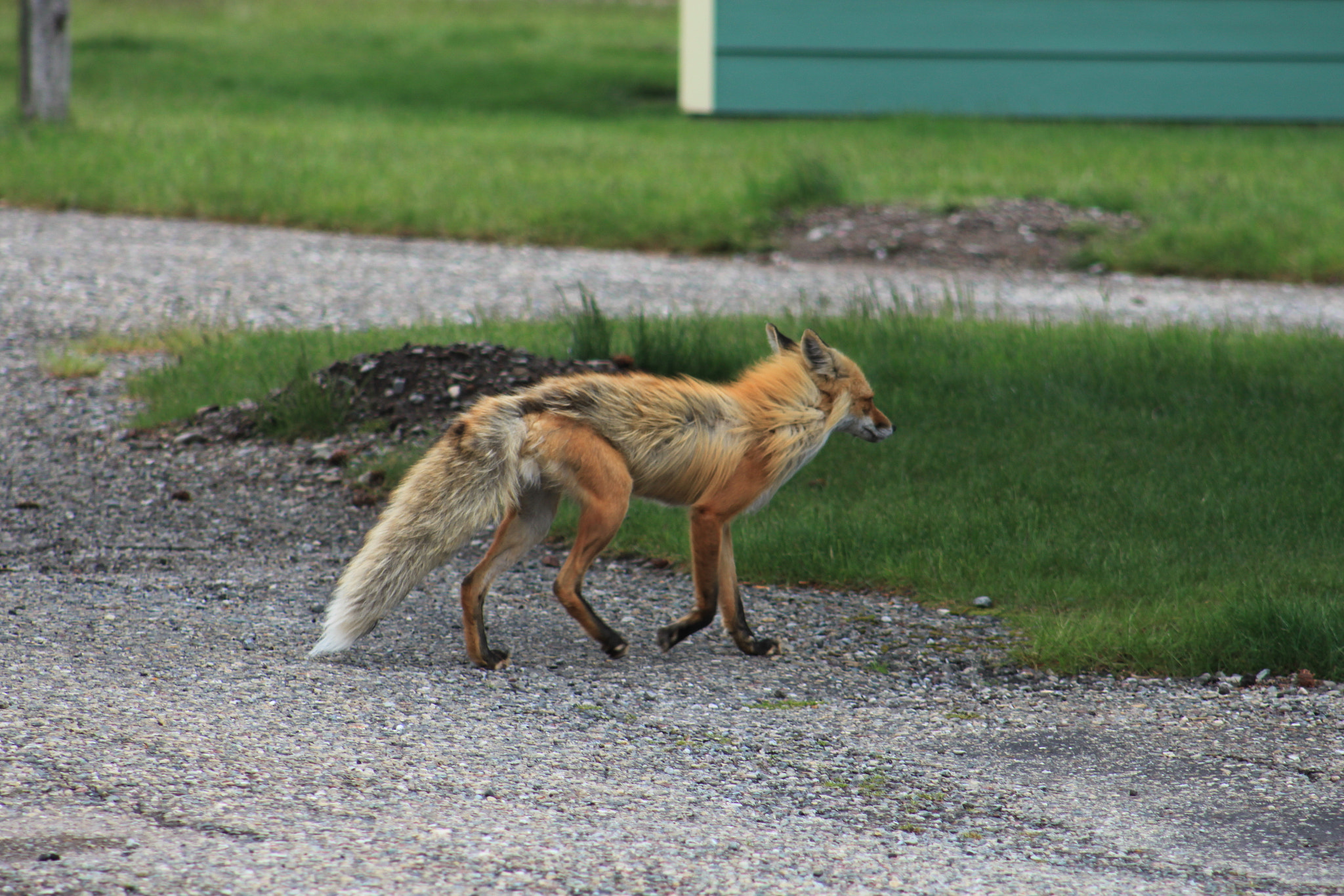 Canon EOS 500D (EOS Rebel T1i / EOS Kiss X3) + EF75-300mm f/4-5.6 sample photo. Unser erster "besucher" auf dem campground in waterton photography