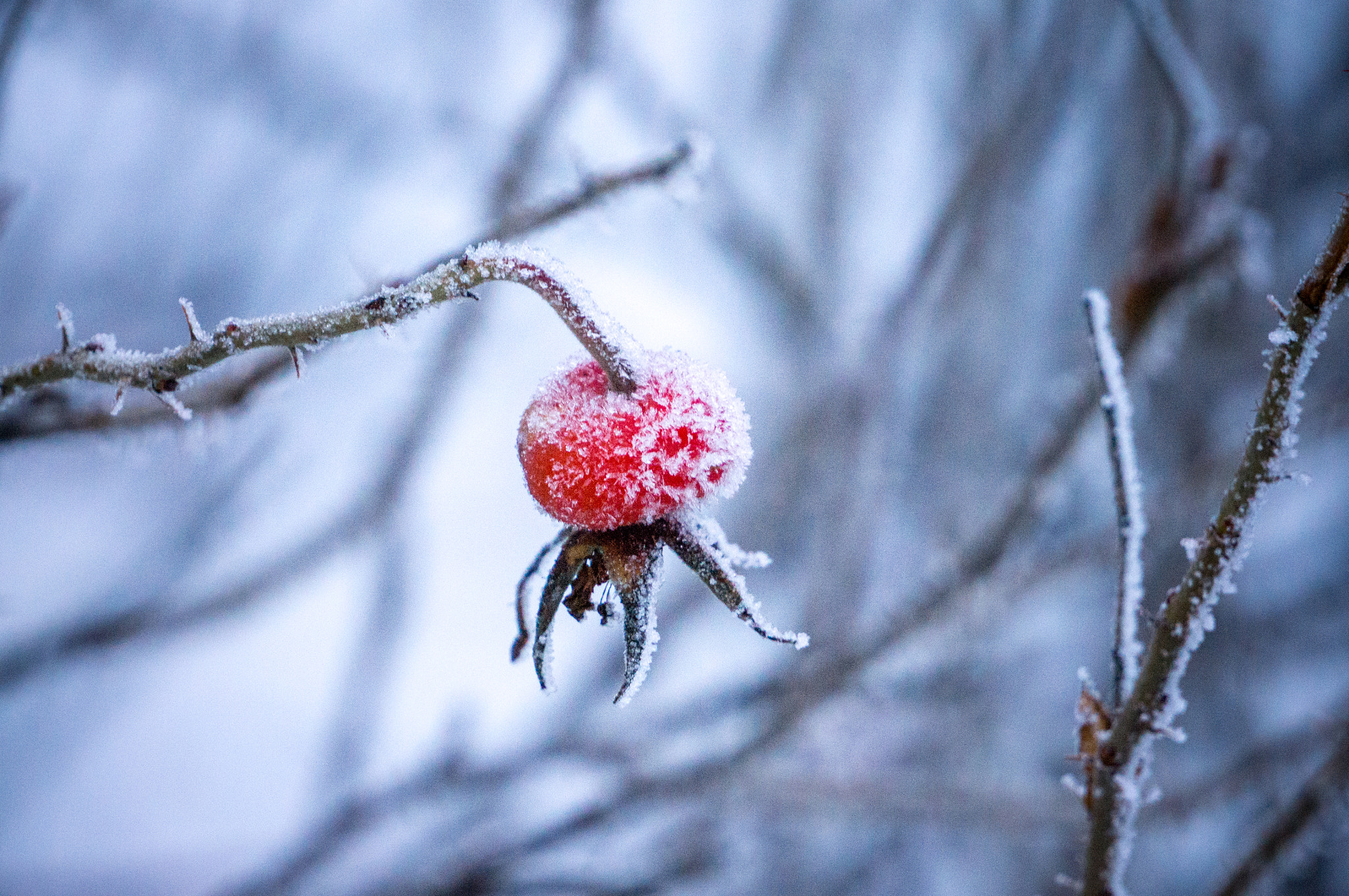 Sony Alpha NEX-6 + Sony E 55-210mm F4.5-6.3 OSS sample photo. 201/365: rosehip photography
