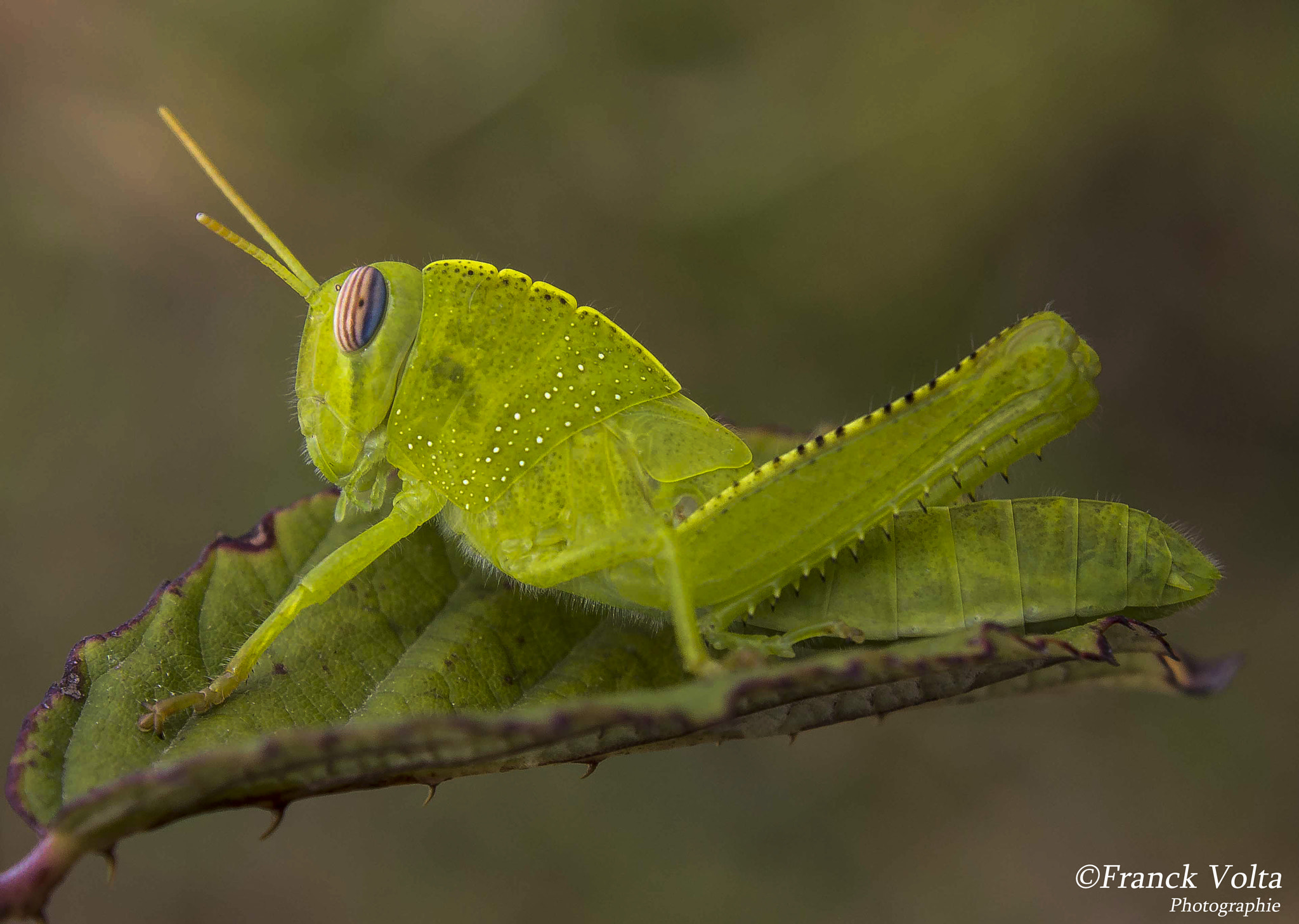 Canon EF 28-90mm f/4-5.6 sample photo. 2.jpg photography