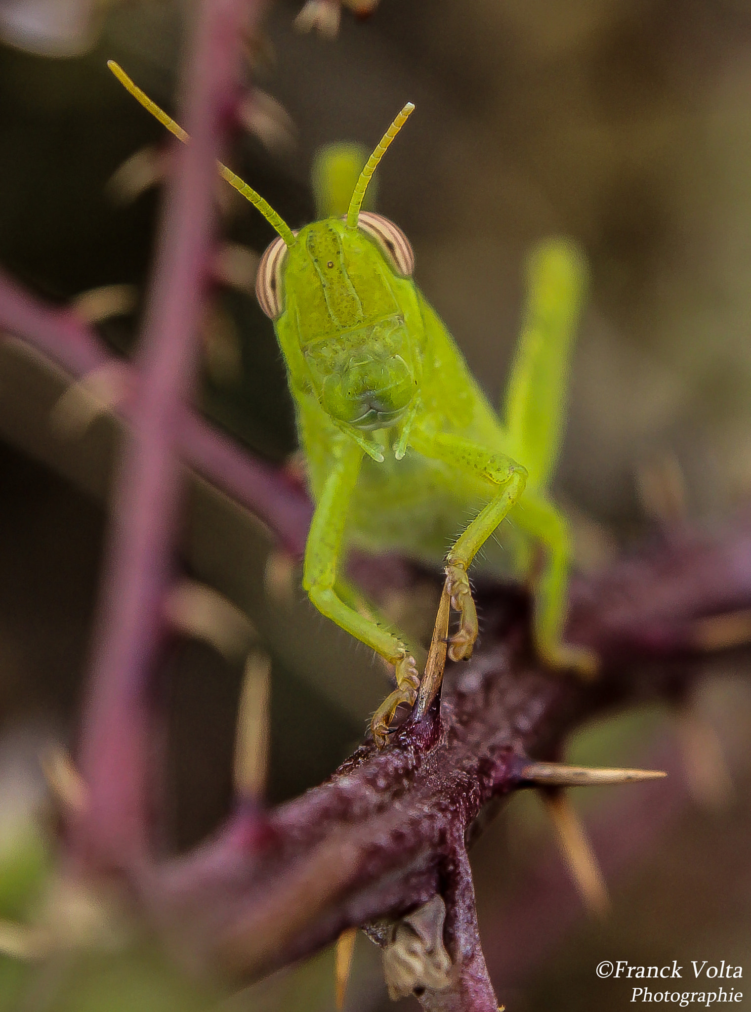 Canon EF 28-90mm f/4-5.6 sample photo. 3.jpg photography
