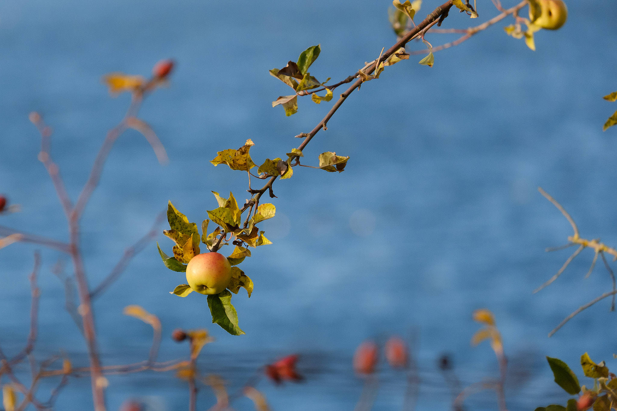 Fujifilm X-T2 + Fujifilm XC 50-230mm F4.5-6.7 OIS II sample photo. The last appel photography