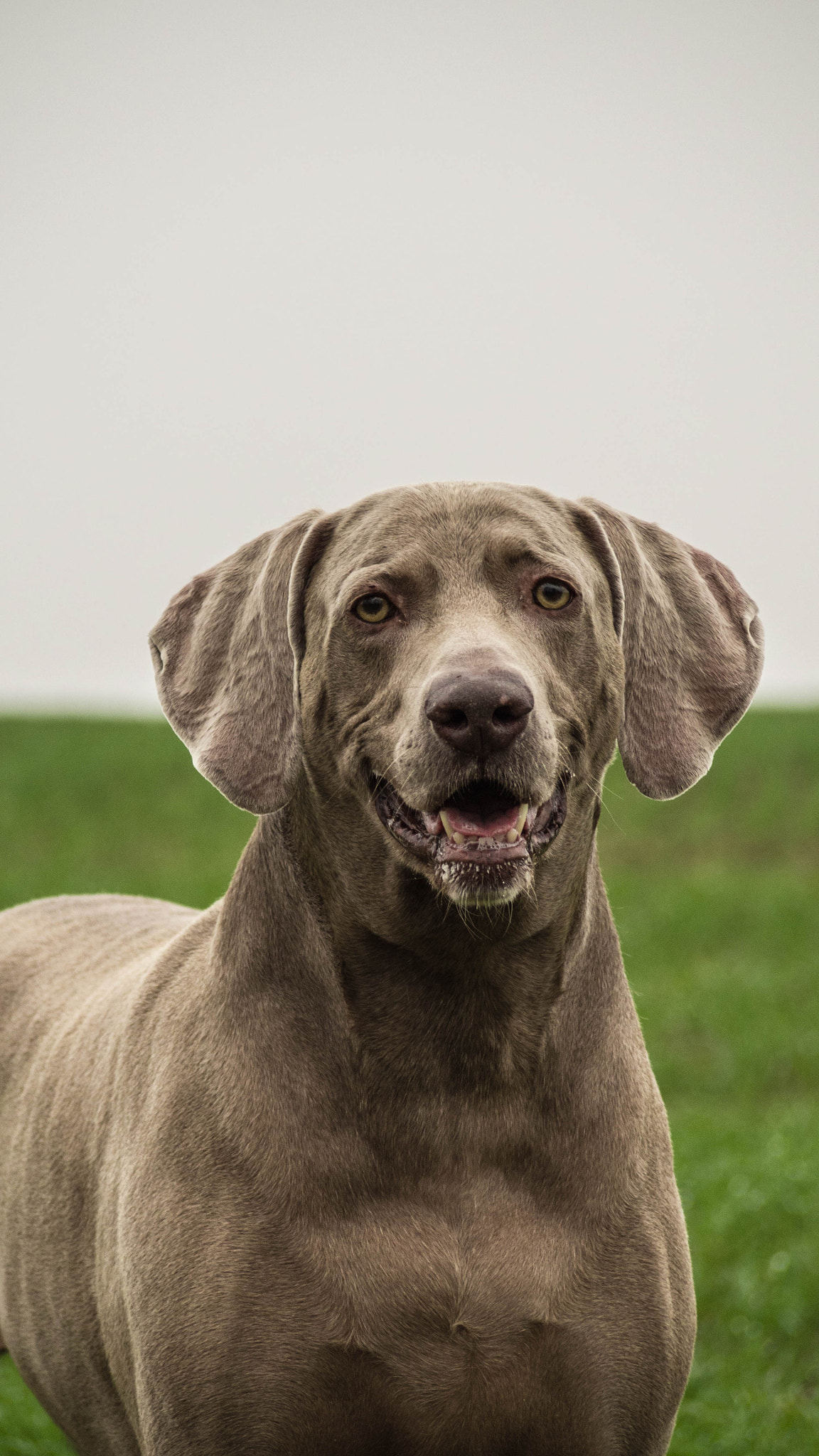 Olympus PEN E-PL6 sample photo. Weimaraner photography