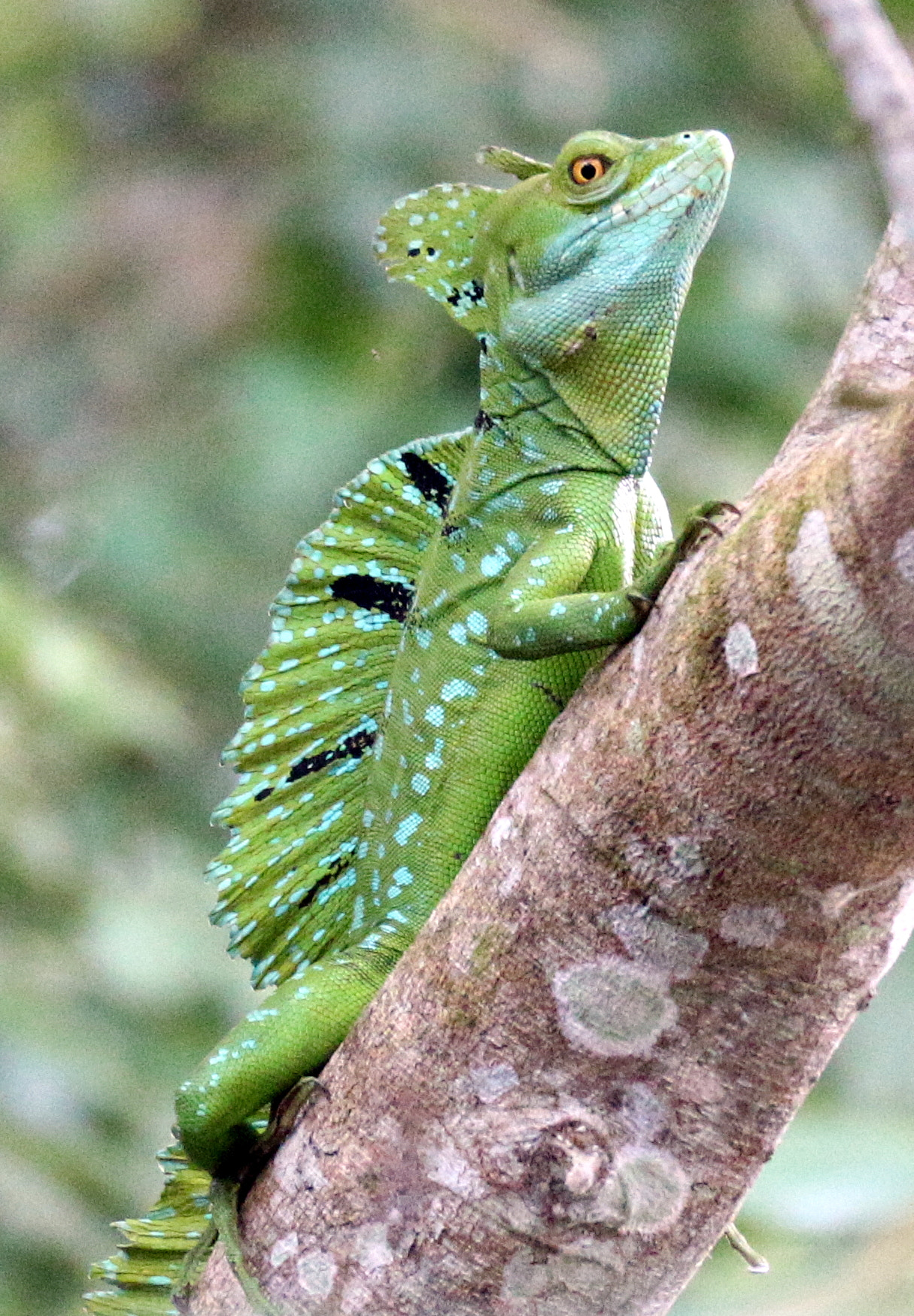 Canon EOS M sample photo. Lizard photography