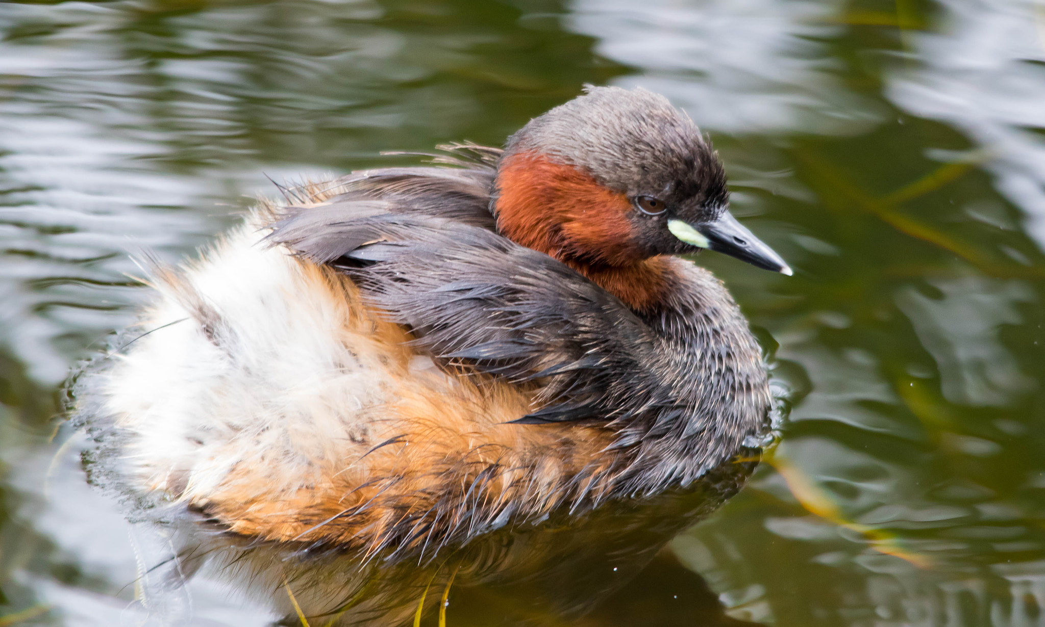 Canon EOS 750D (EOS Rebel T6i / EOS Kiss X8i) + Sigma 150-500mm F5-6.3 DG OS HSM sample photo. Little grebe photography