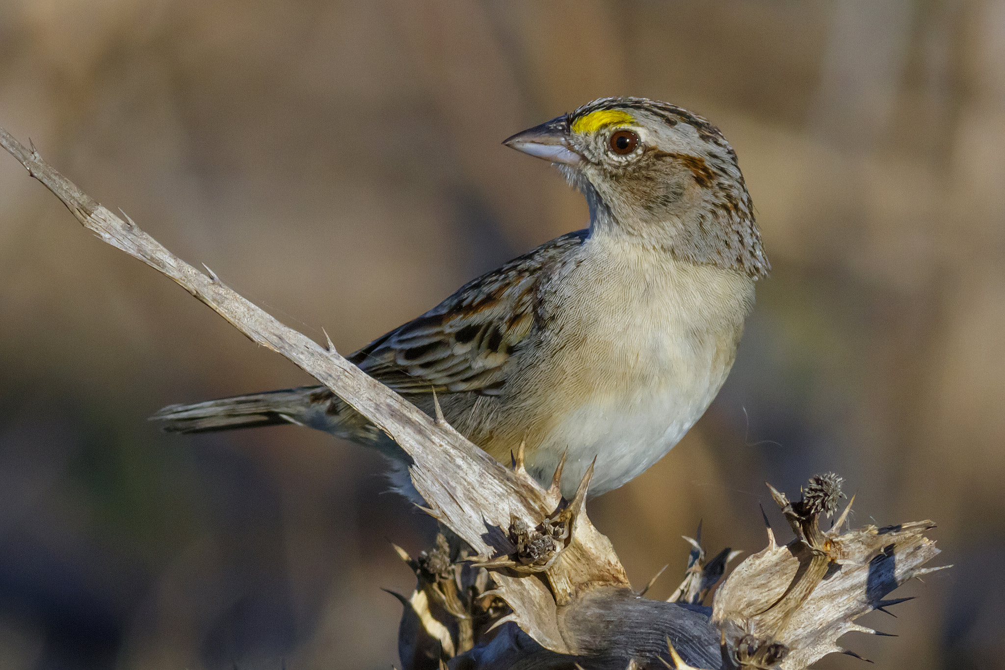 Canon EF 300mm F4L IS USM sample photo. Ammodramus humeralis cachilo ceja amarilla grassland sparrow photography