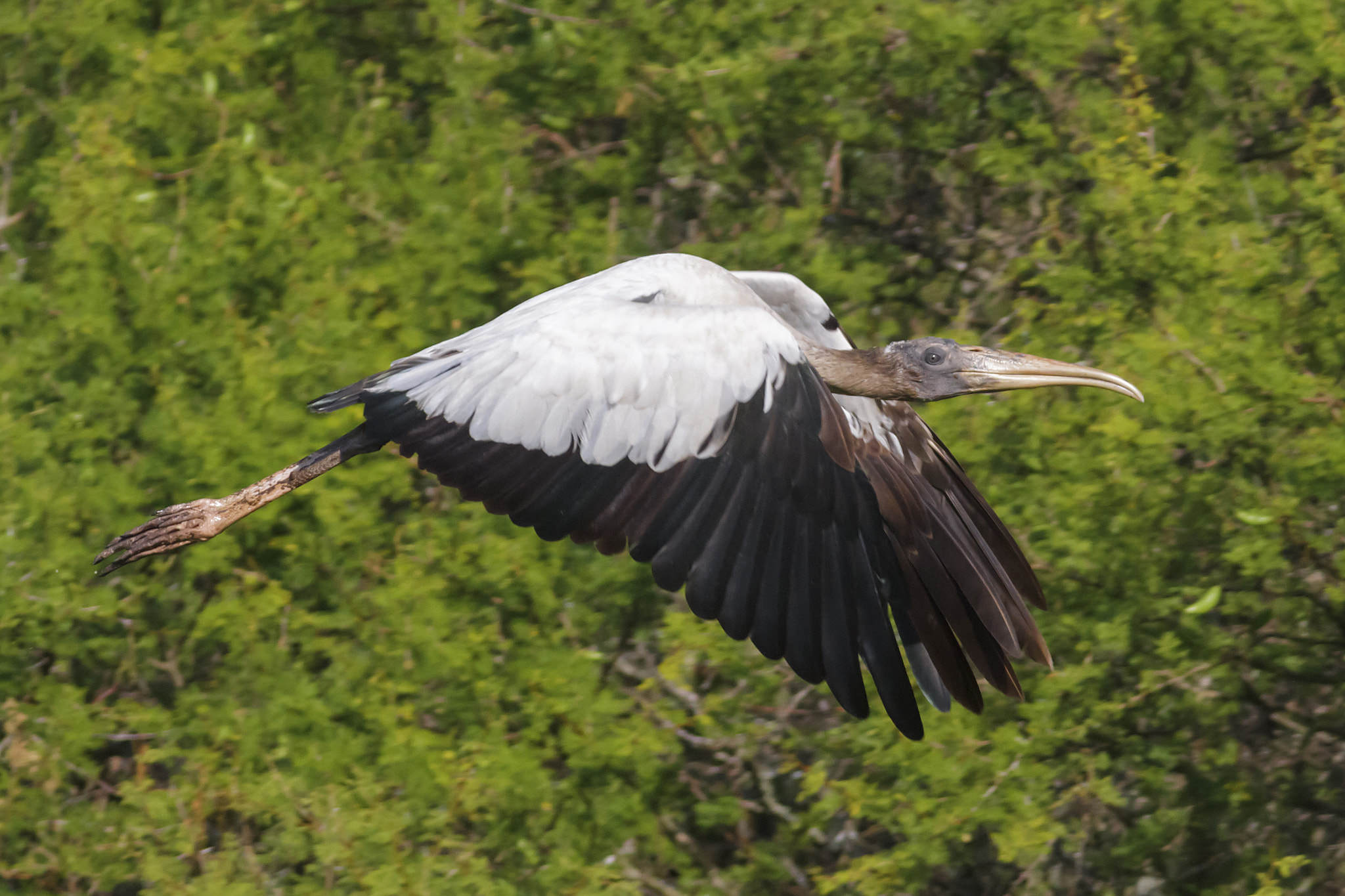 Canon EF 300mm F4L IS USM sample photo. Mycteria americana tuyuyú wood stork photography