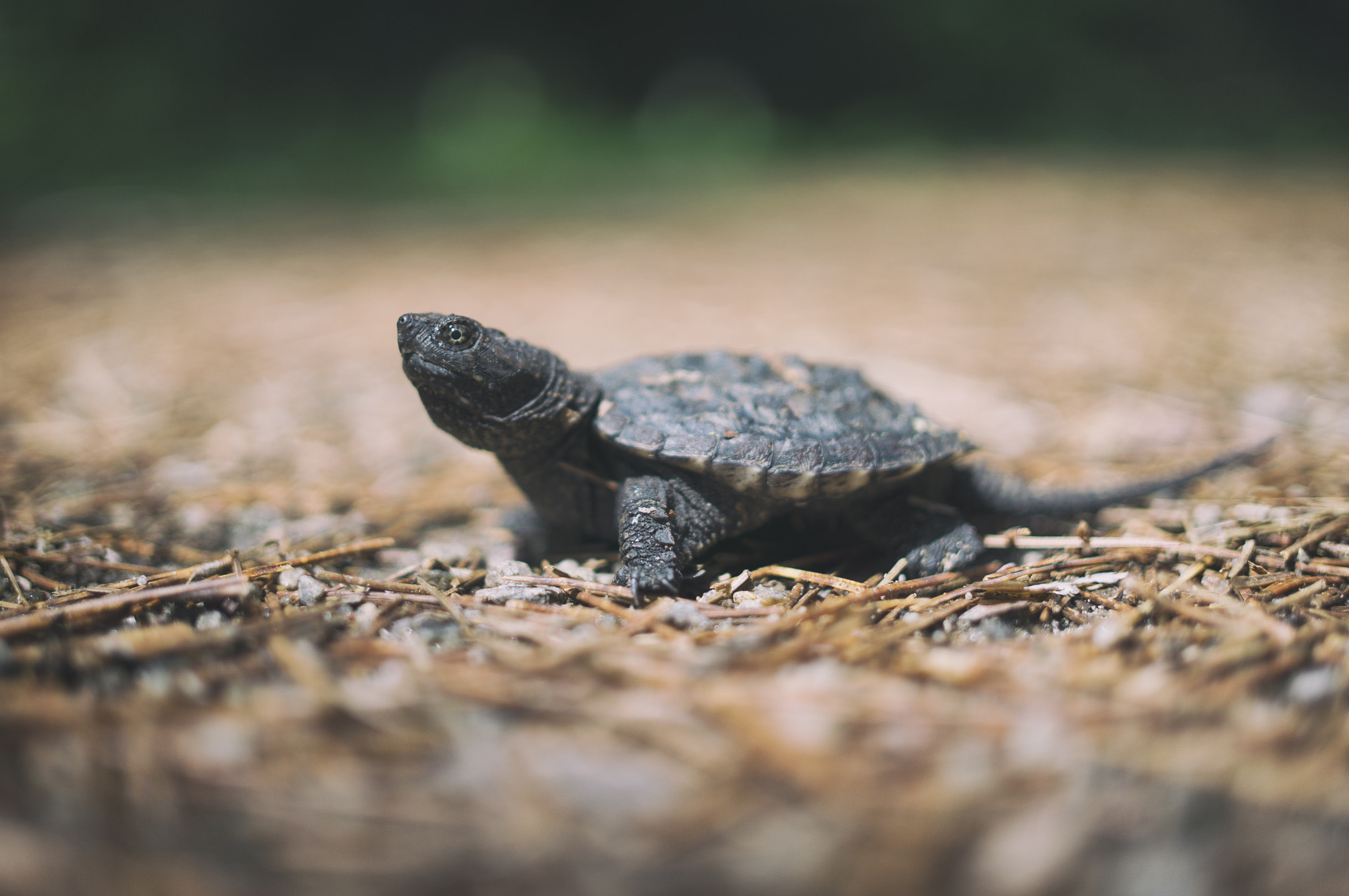 Sony Alpha NEX-6 + E 32mm F1.8 sample photo. Baby snapping turtle, algonquin provincial park | ontario photography