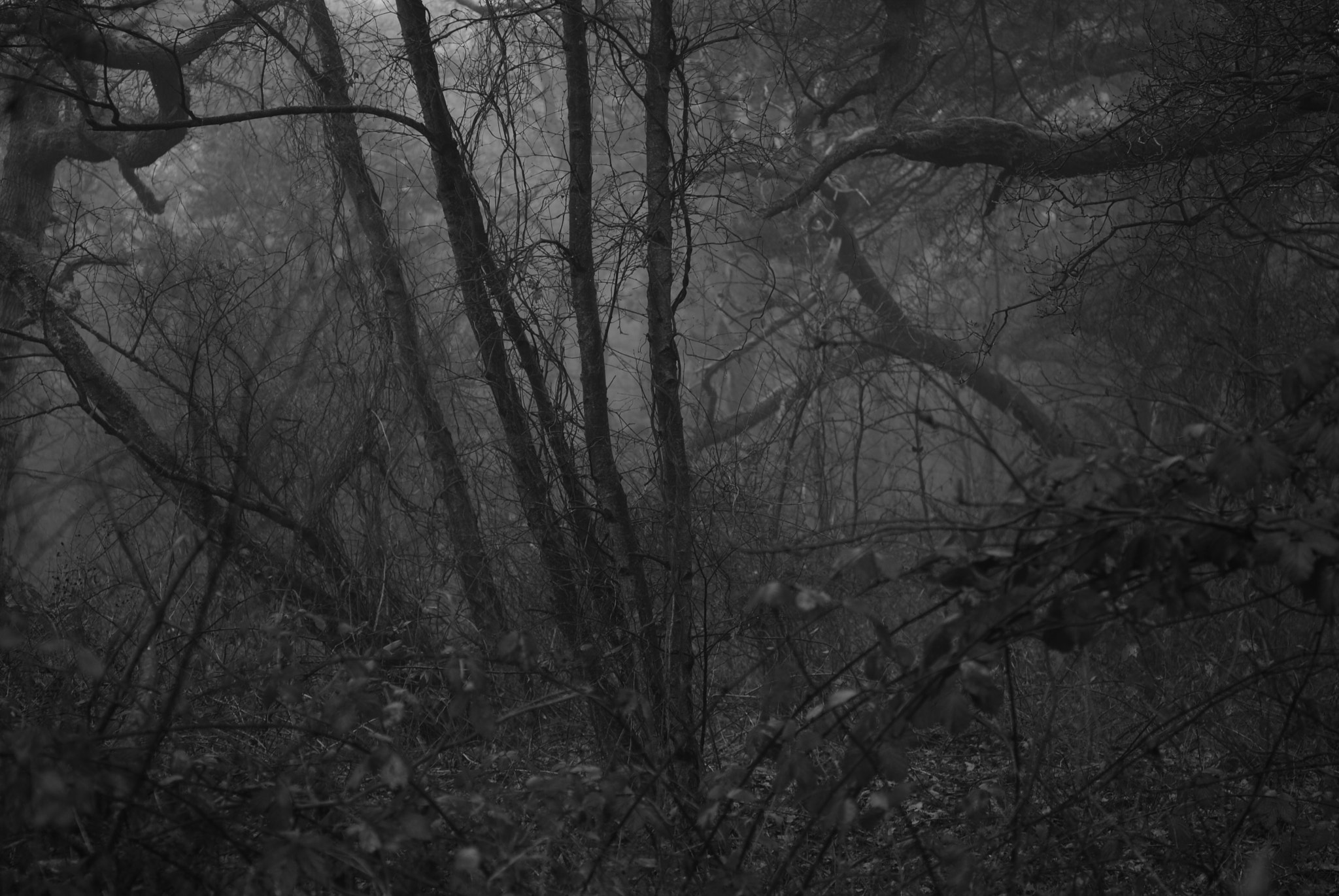Nikon AF-S Micro-Nikkor 60mm F2.8G ED sample photo. Wood in fog photography