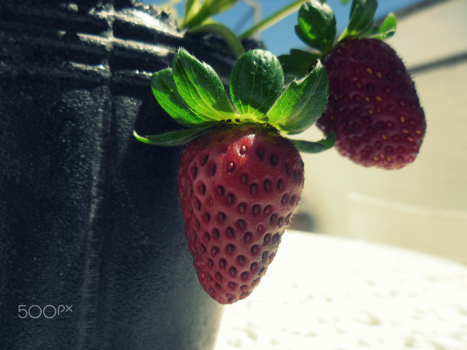 Samsung ES80/ ES81 sample photo. Frutillas photography