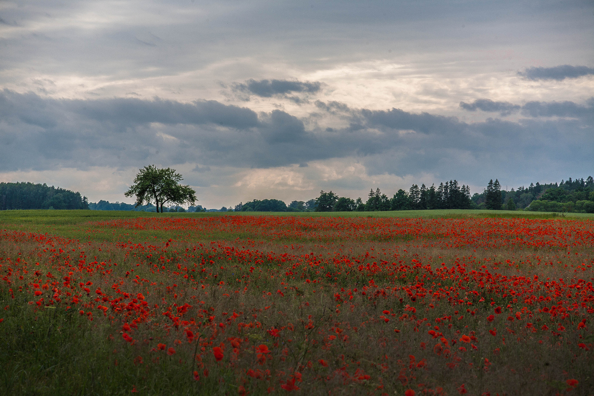 Canon EOS 5D sample photo. Poppies photography