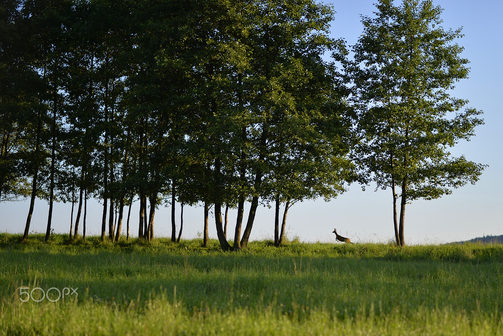 Nikon AF-S Nikkor 58mm F1.4G sample photo. Dsc photography