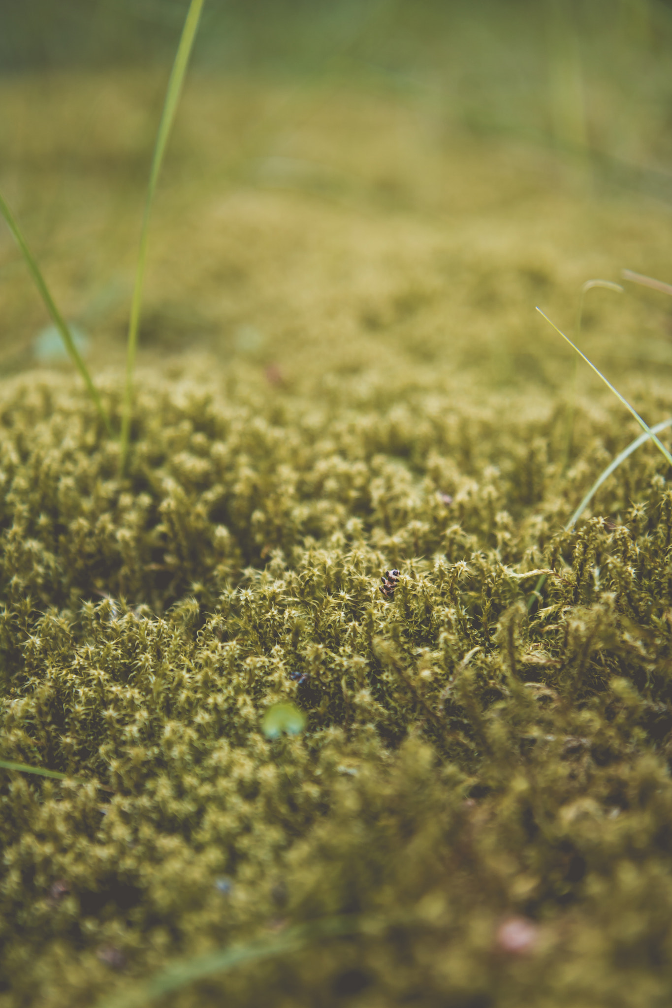 Canon EOS 750D (EOS Rebel T6i / EOS Kiss X8i) sample photo. Moss photography