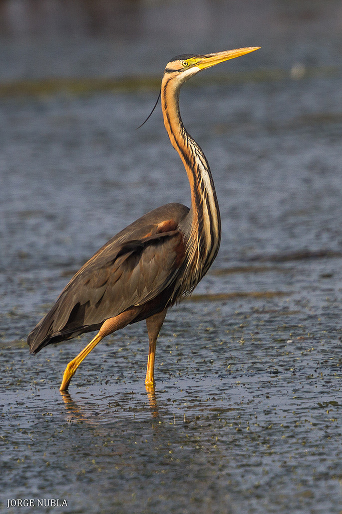 Canon EF 500mm F4L IS II USM sample photo. Garza imperial (ardea purpurea). photography