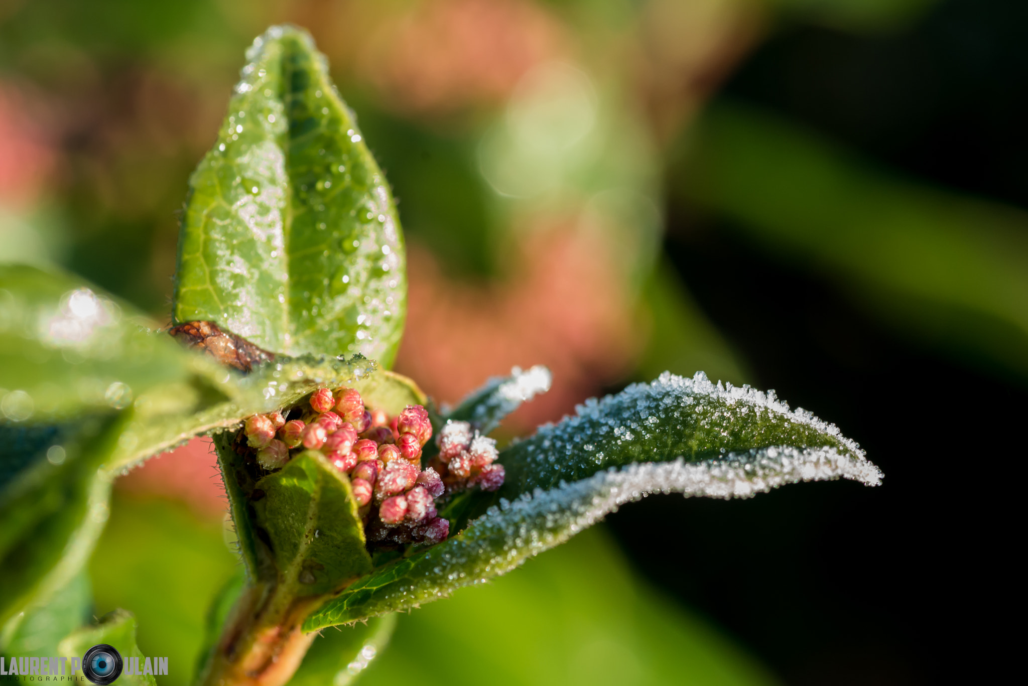 Nikon D800 sample photo. Dl photography