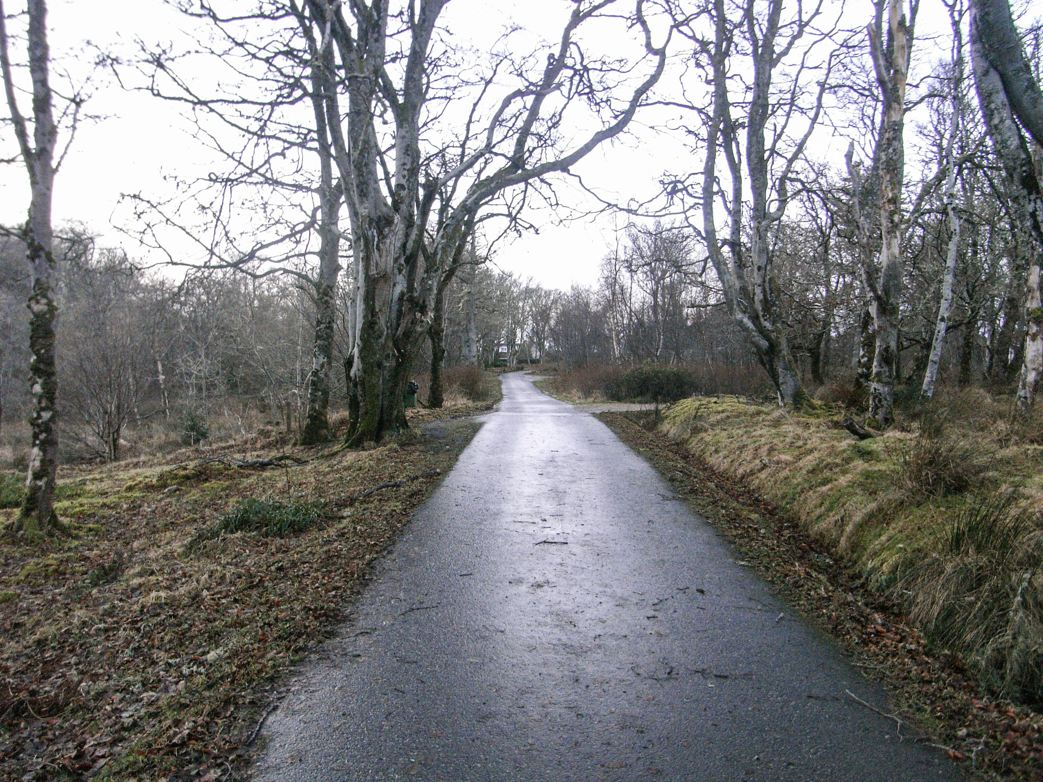 Ricoh Caplio R6 sample photo. Trees in winter photography