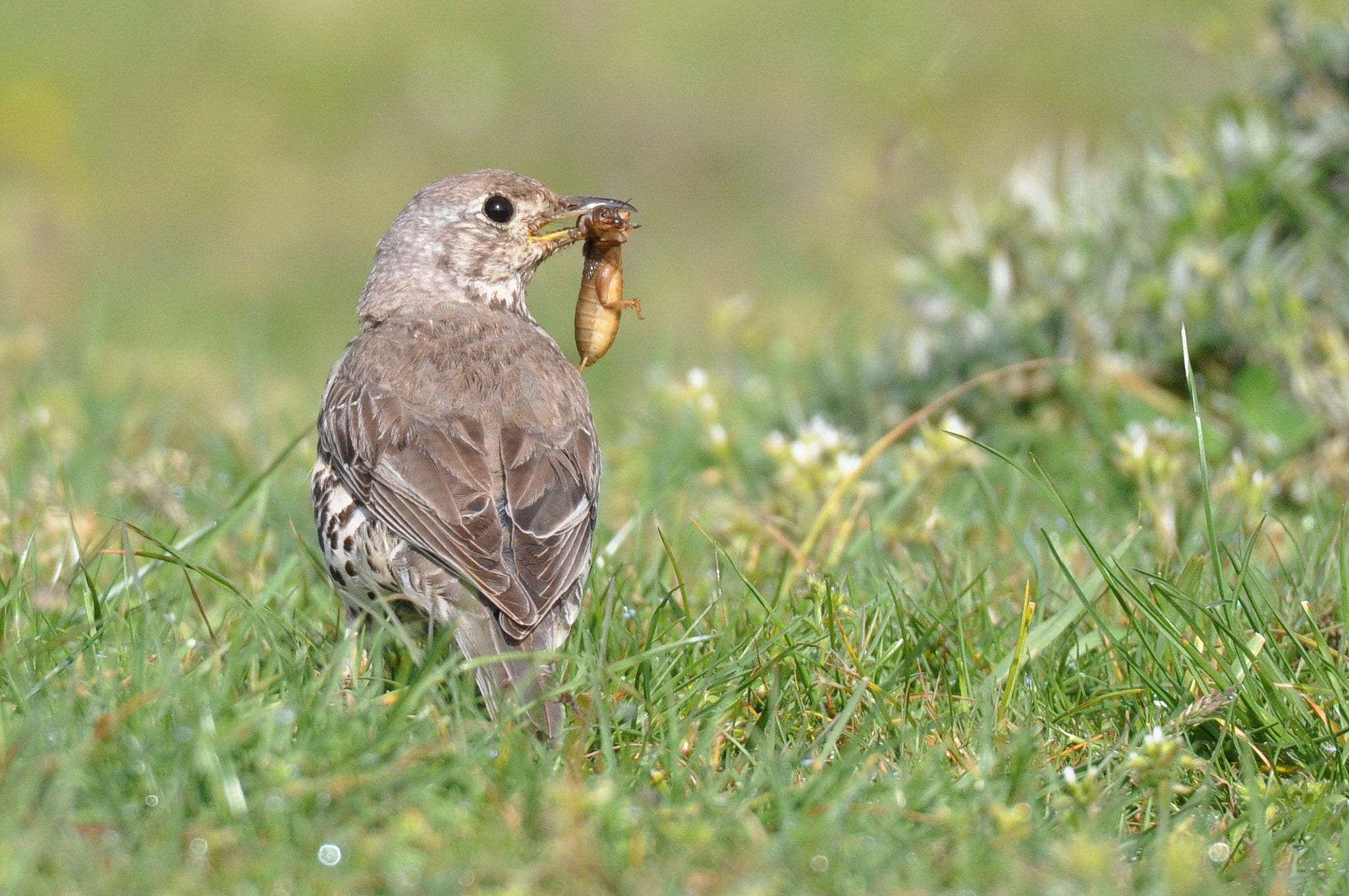 Sigma 150-600mm F5-6.3 DG OS HSM | S sample photo. Zorzal charlo photography