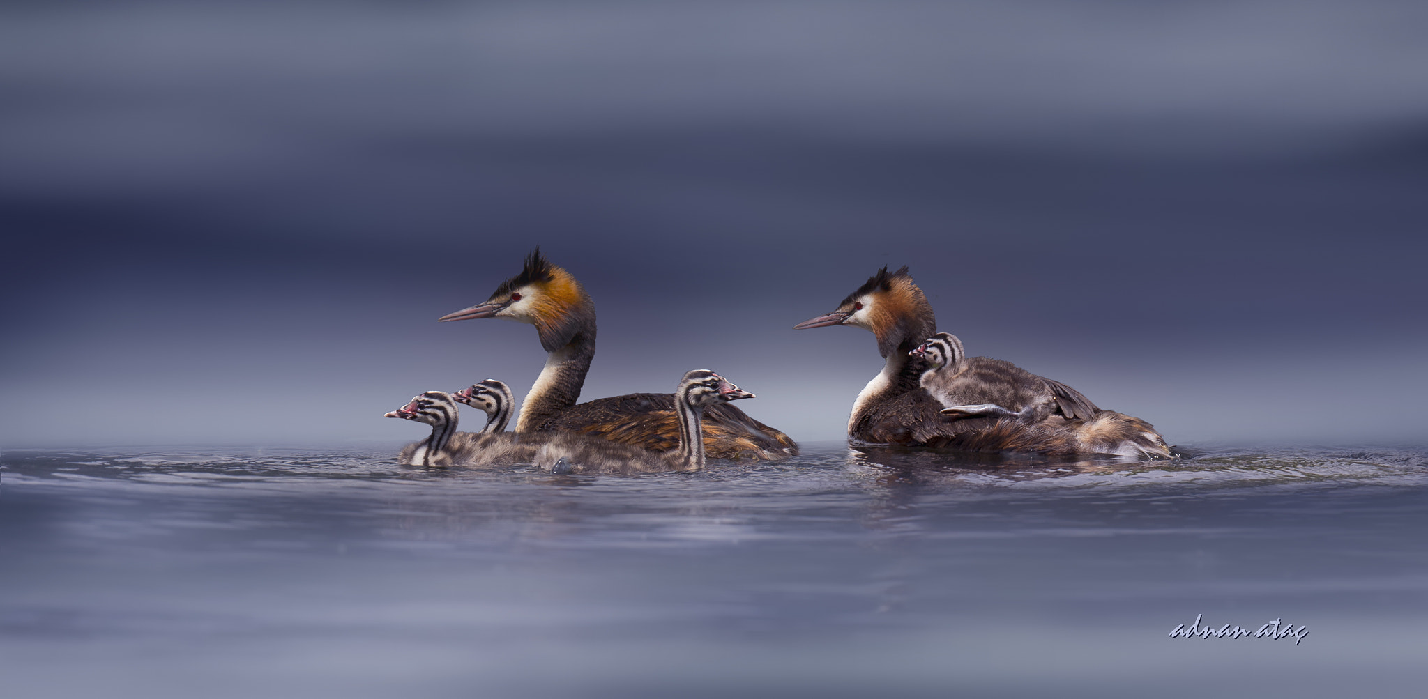 Sigma 150-600mm F5-6.3 DG OS HSM | S sample photo. Bahri - great crested grebe - podiceps cristatus photography