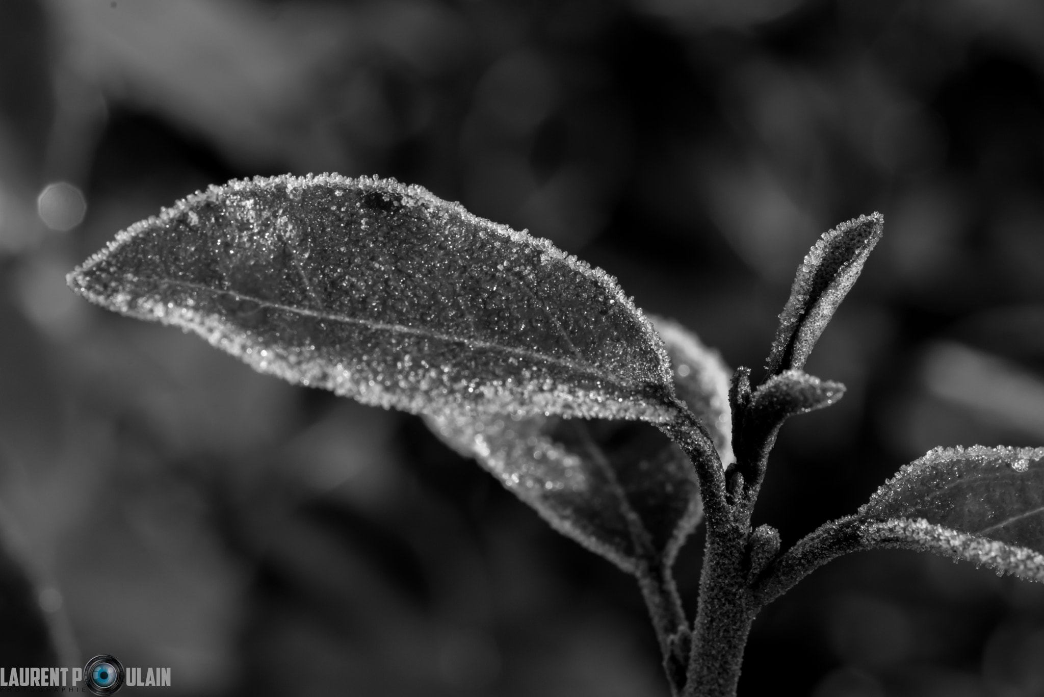Nikon D800 sample photo. Dl photography