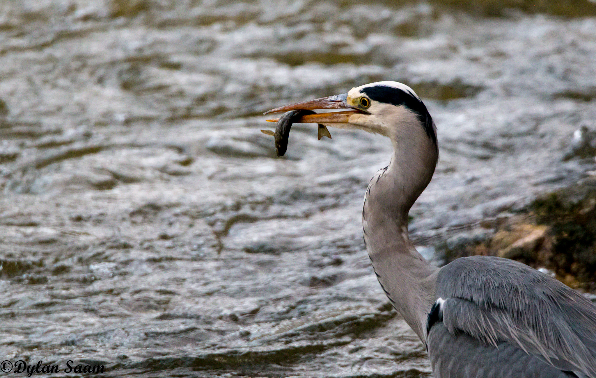 Sigma 150-600mm F5-6.3 DG OS HSM | C sample photo. Héron photography