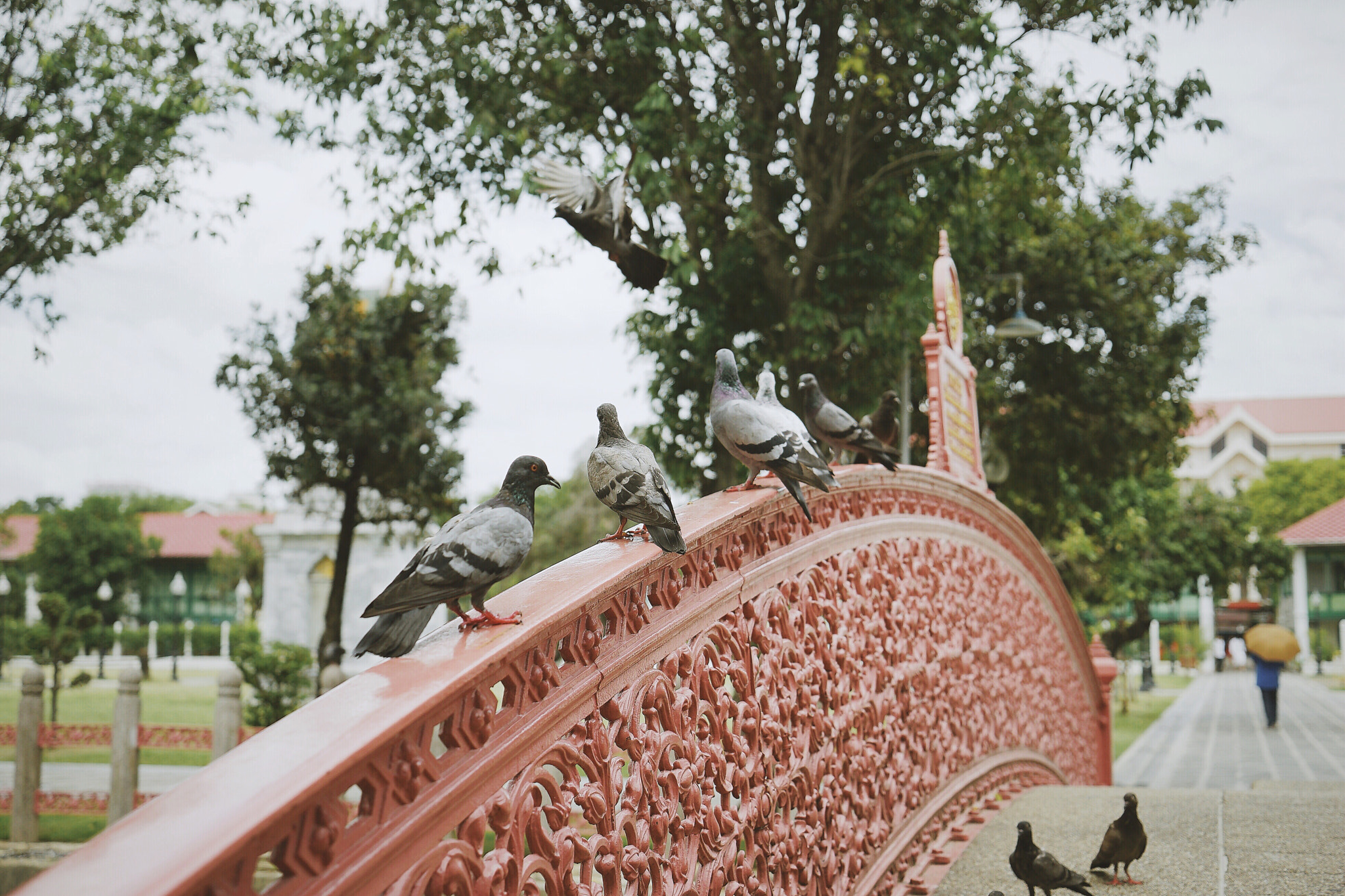 Sony PZ 300-1mm F0.0 OSS LE II sample photo. Dove photography