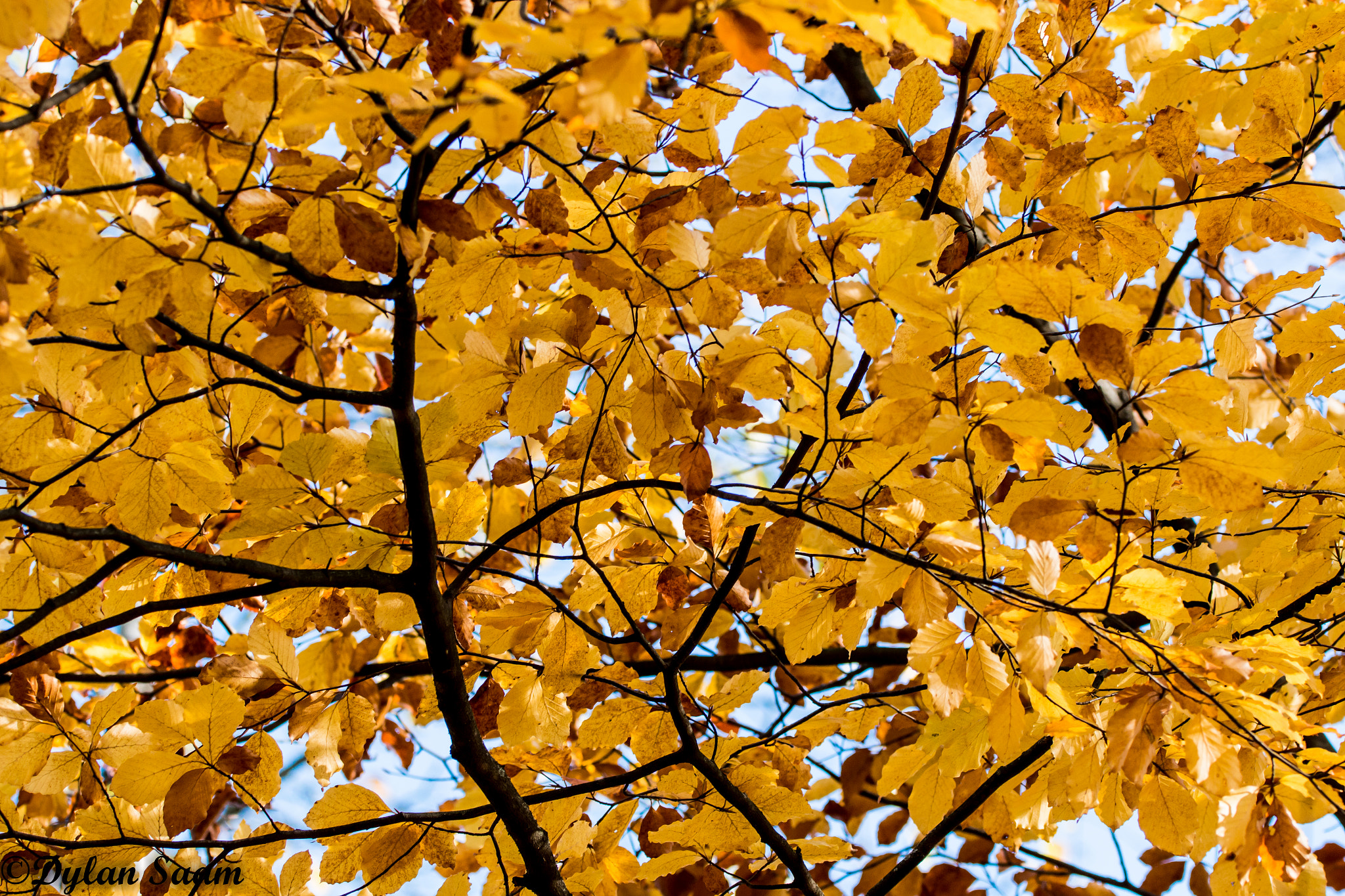 Sigma 150-600mm F5-6.3 DG OS HSM | C sample photo. Feuilles photography