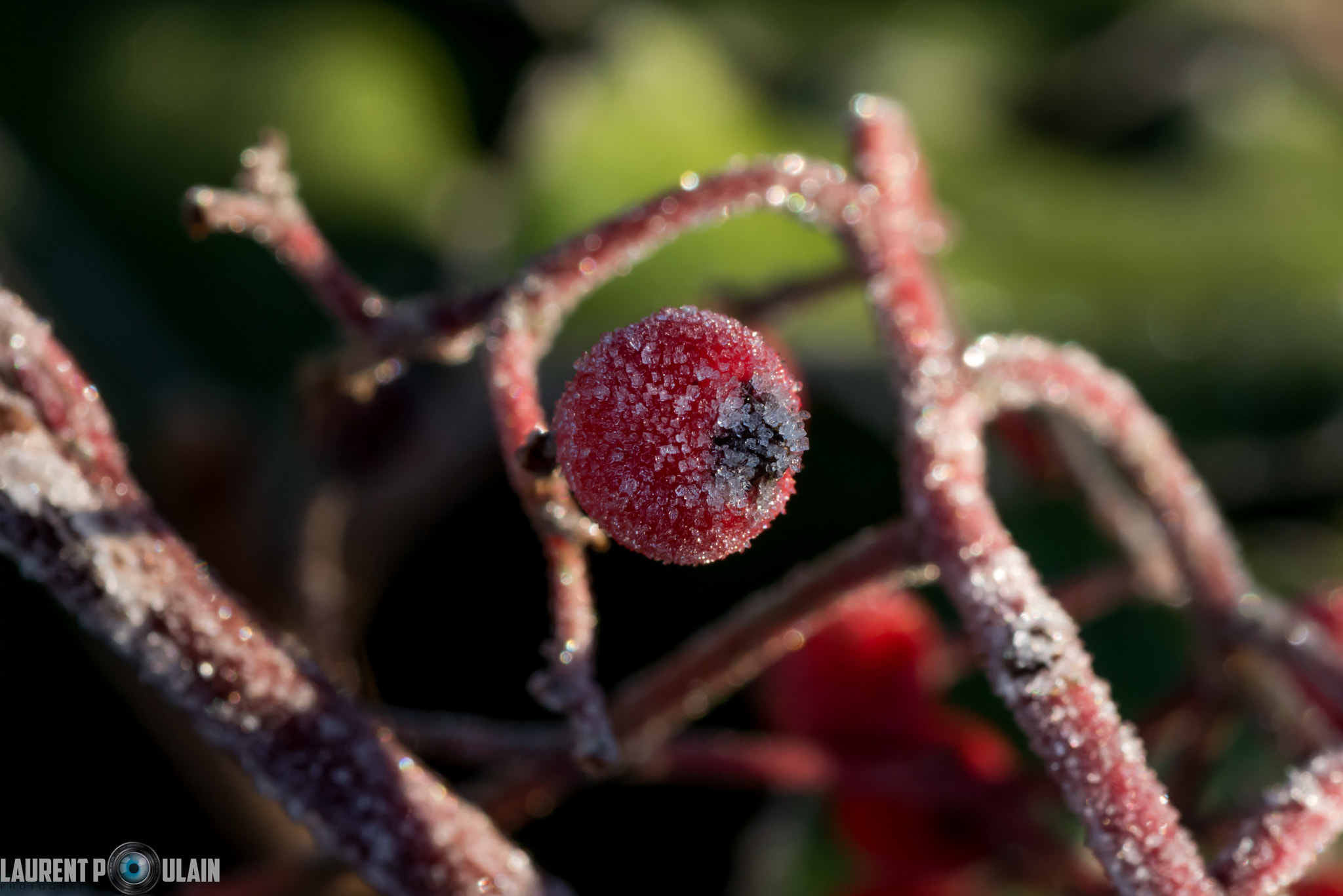 Nikon D800 sample photo. Dl photography