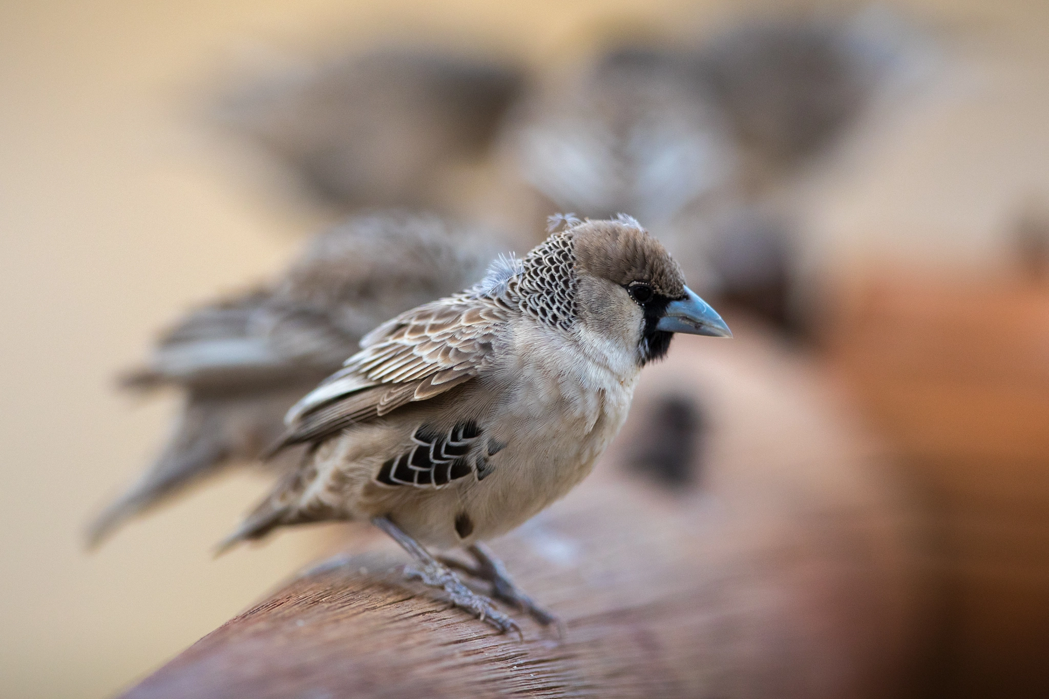 Canon EF 400mm F2.8L IS USM sample photo. . photography