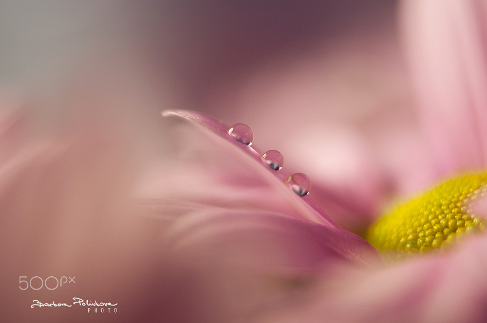 Nikon AF-S Micro-Nikkor 60mm F2.8G ED sample photo. Dreamland photography