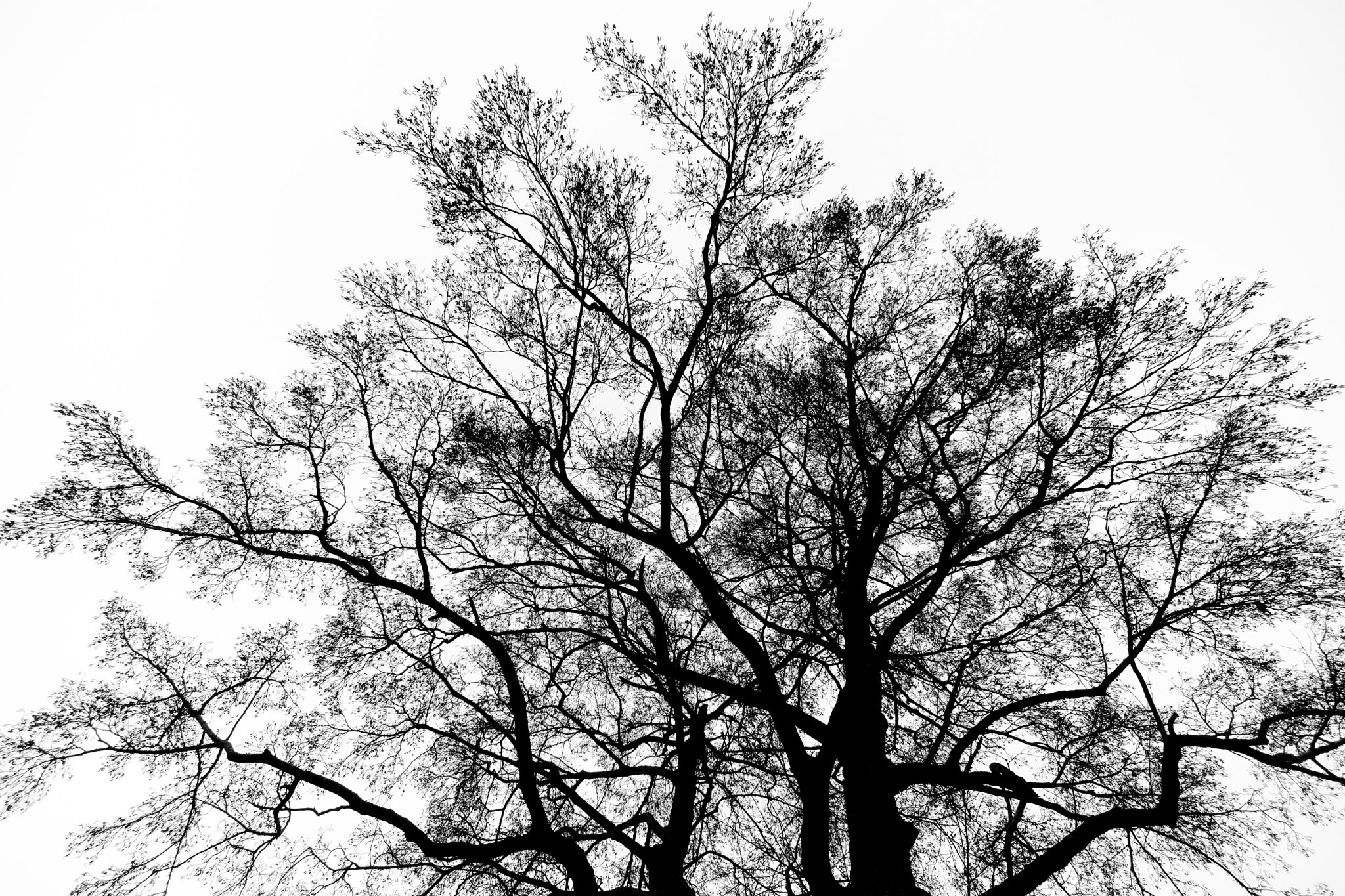 ZEISS Touit 12mm F2.8 sample photo. Tree, burgermeerstersdijk, notter, the netherlands photography