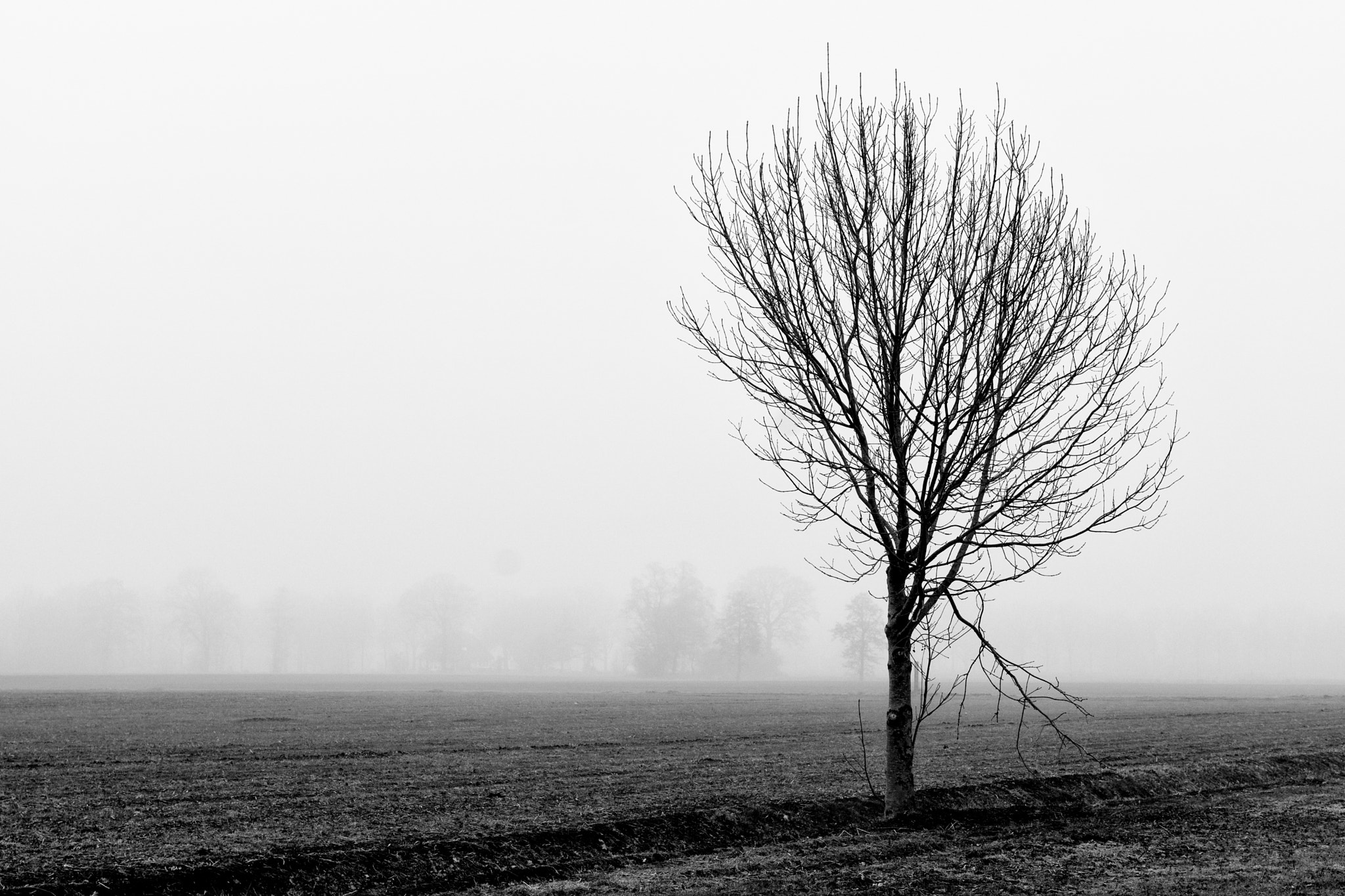Sony a6300 + Sony Sonnar T* FE 55mm F1.8 ZA sample photo. Lonely tree 1 of 2, burgermeestersdijk, notter photography