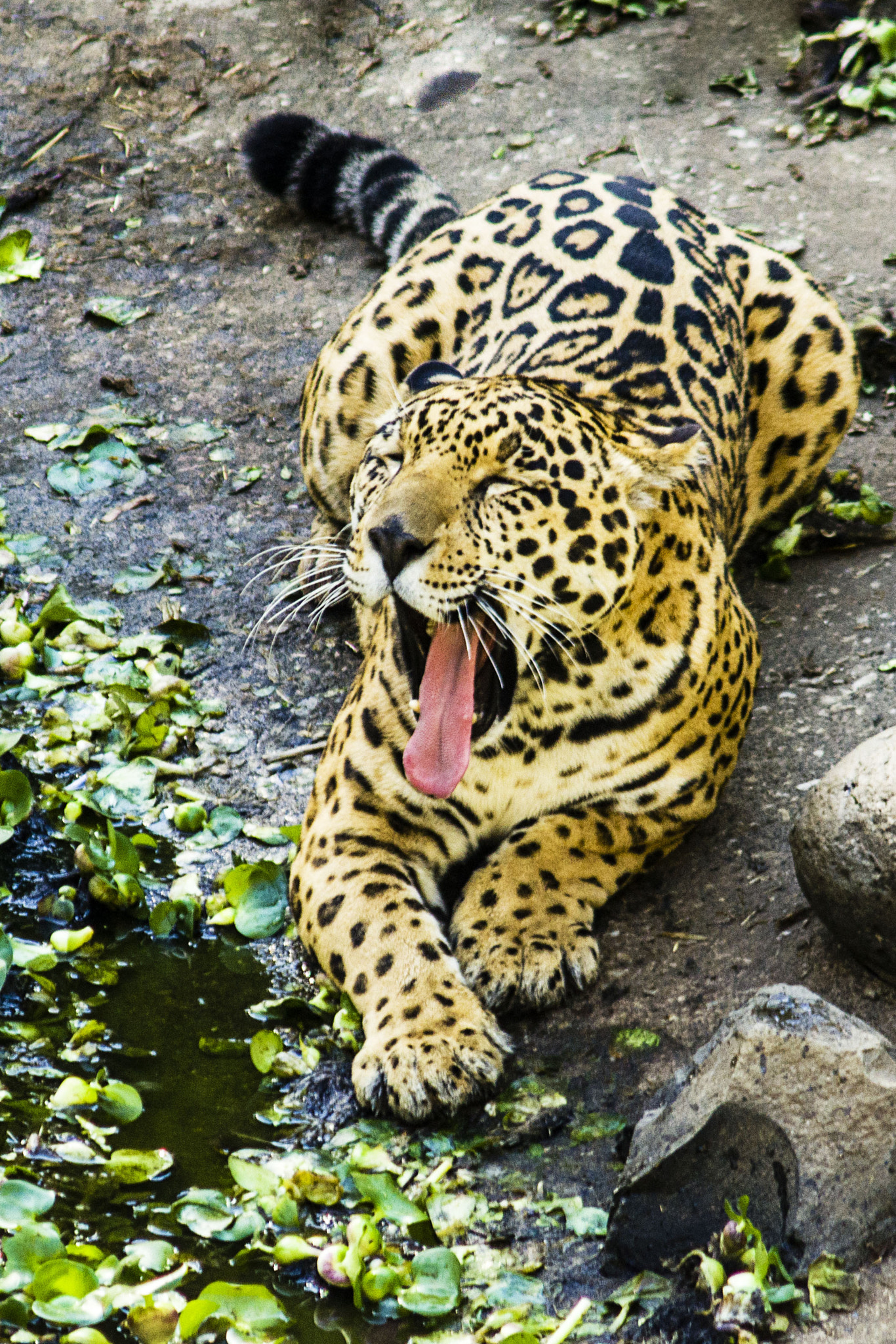 AF Zoom-Nikkor 75-300mm f/4.5-5.6 sample photo. Jaguar photography