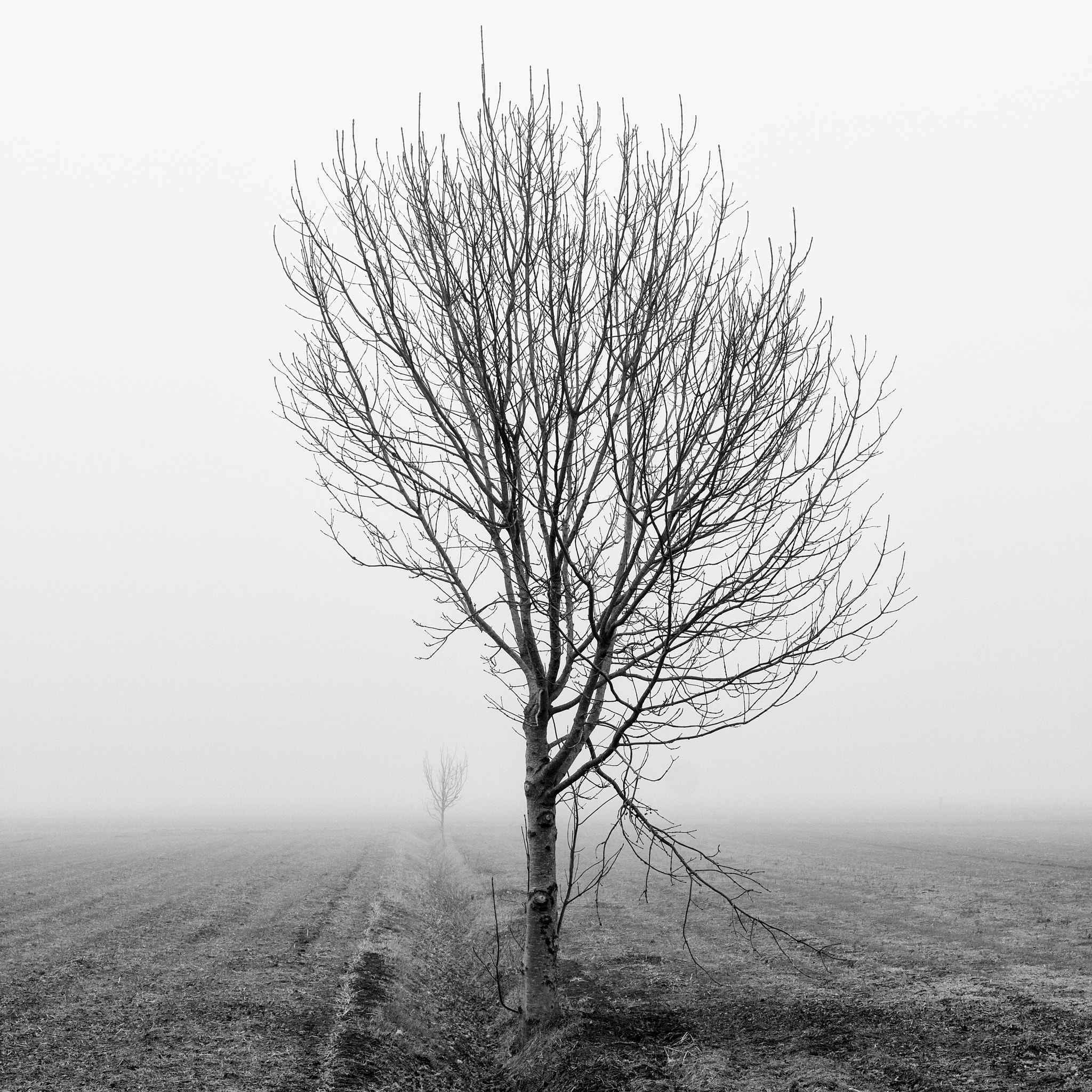 Sony a6300 + Sony Sonnar T* FE 55mm F1.8 ZA sample photo. Lonely tree 2 of 2, burgermeestersdijk, notter photography