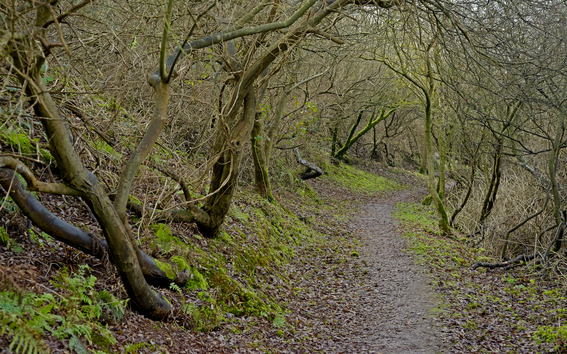 Nikon D800 sample photo. Wood in the dunes photography