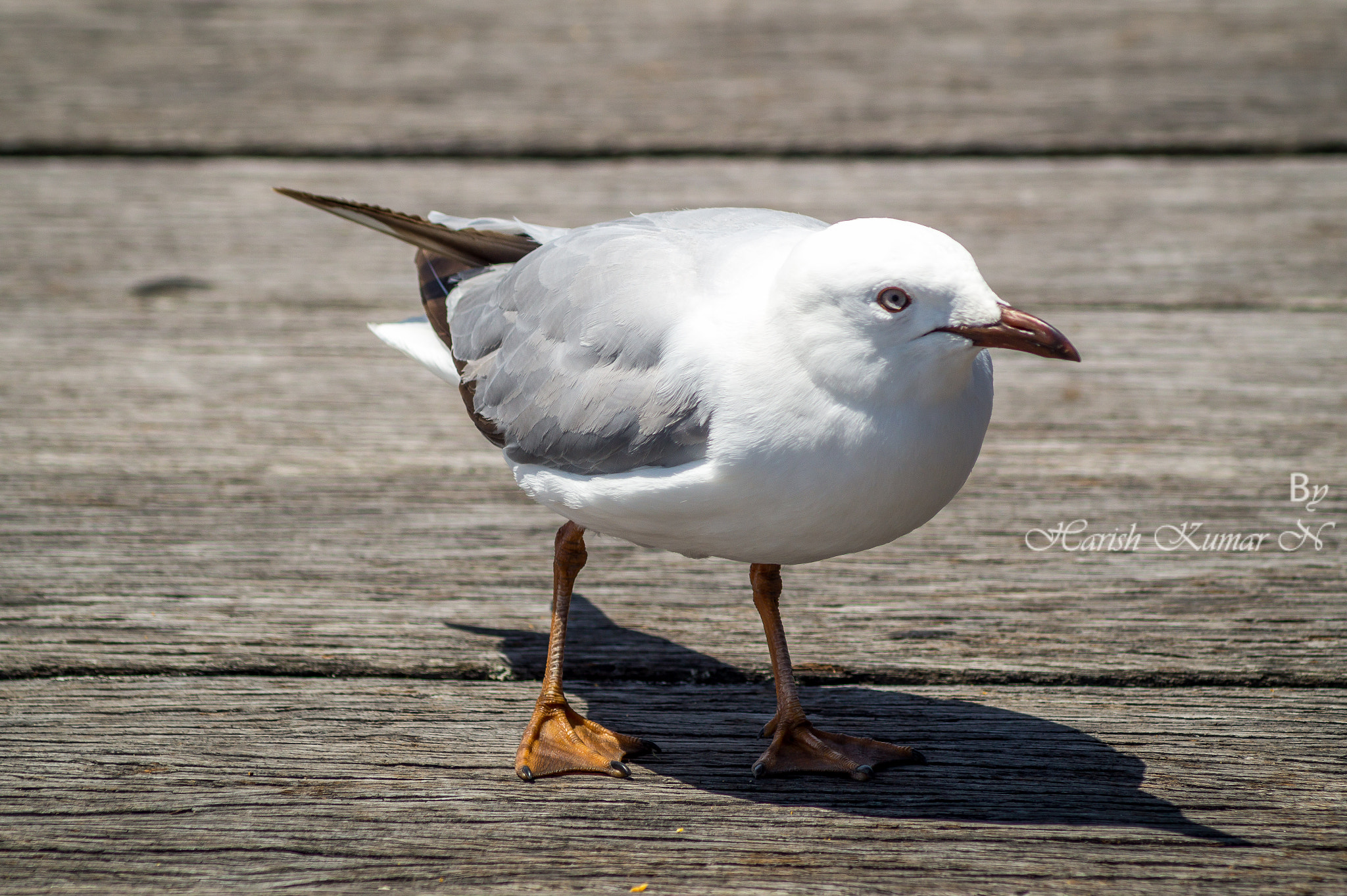 Sony 75-300mm F4.5-5.6 sample photo. Seabird photography